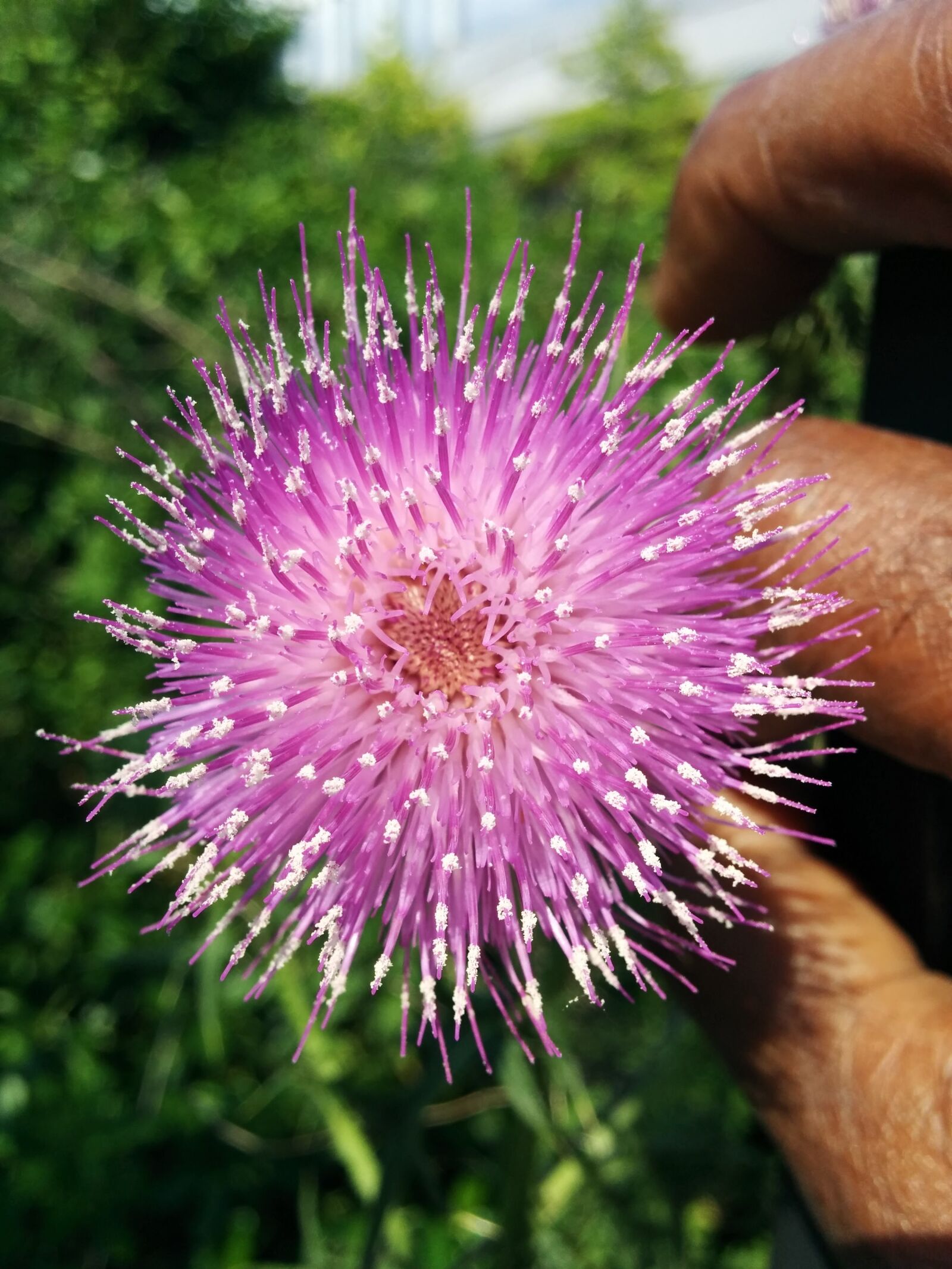 LG Nexus 5 sample photo. Flower, fingers, nettle photography