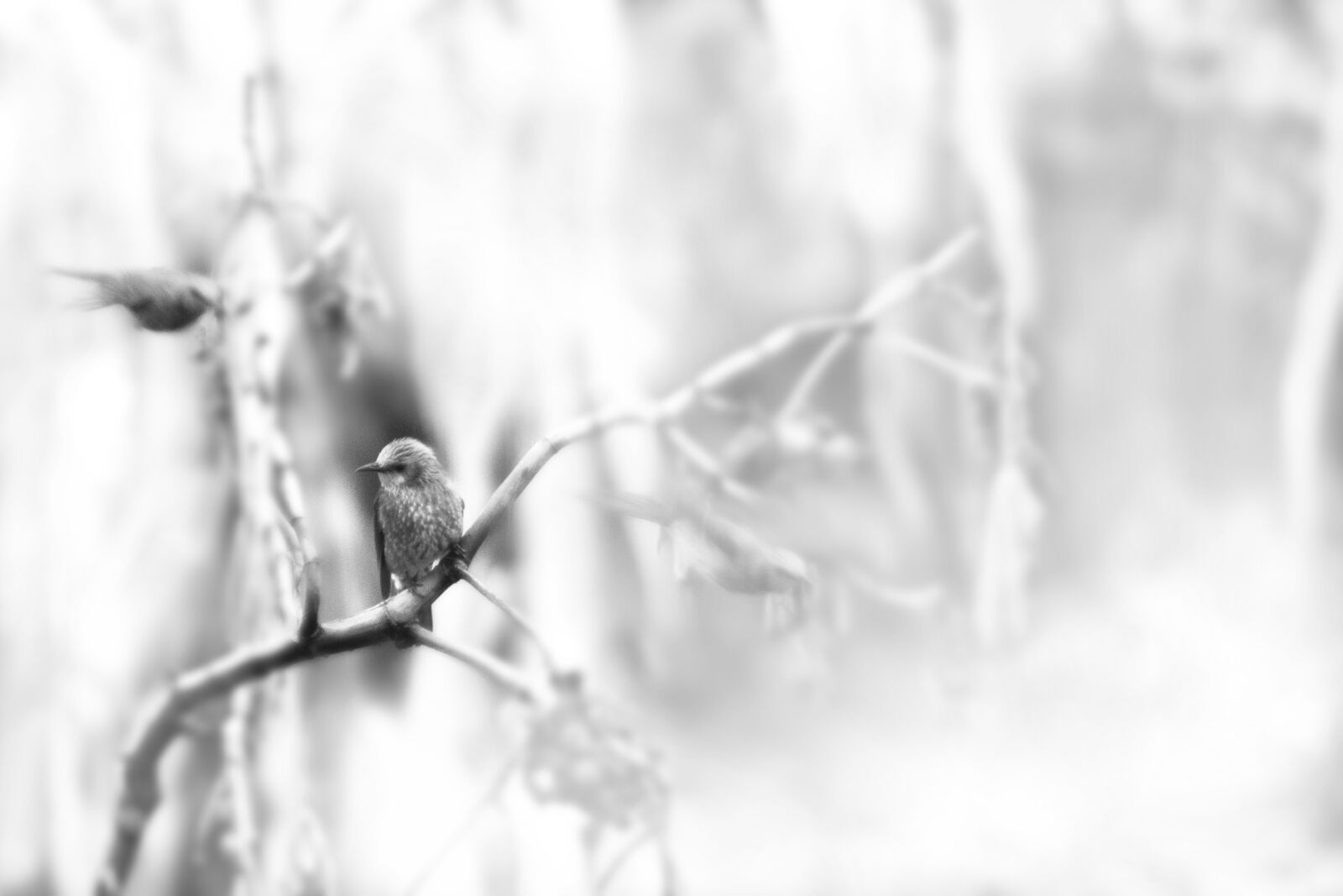Canon EOS 7D Mark II sample photo. New, migratory birds, nature photography