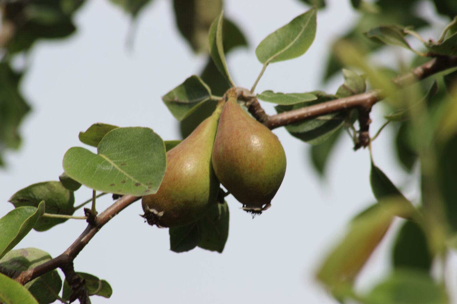 Canon EOS 600D (Rebel EOS T3i / EOS Kiss X5) sample photo. Pears, tree, nature photography