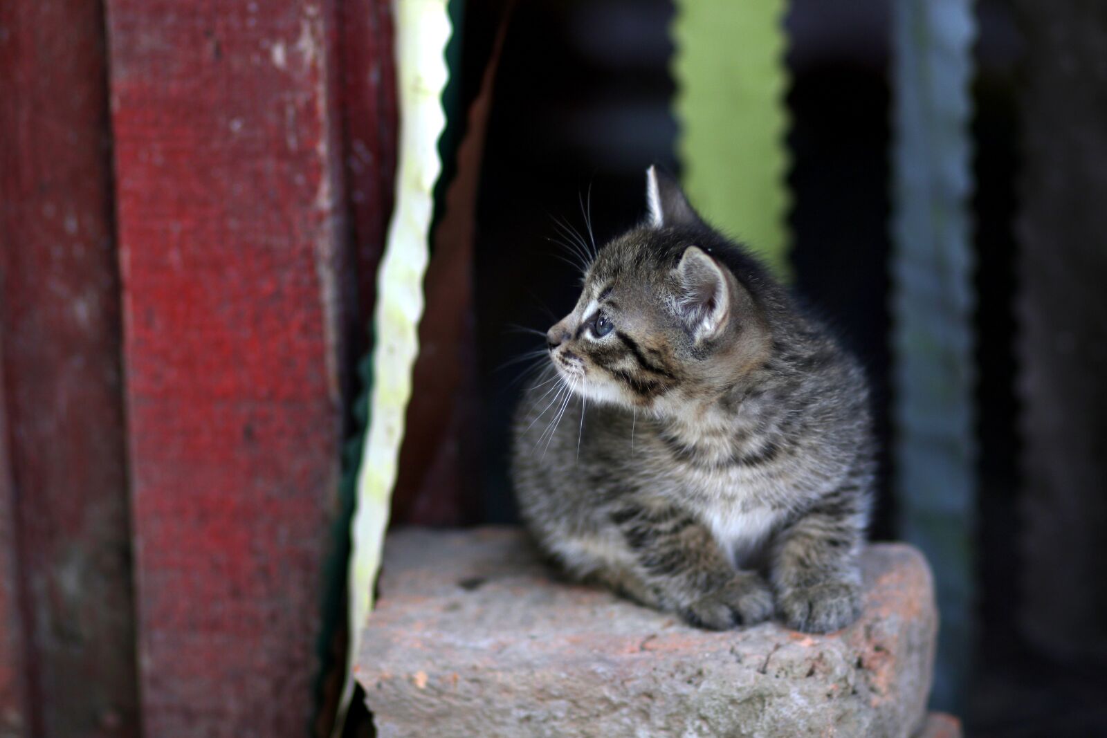 Canon EF 85mm F1.8 USM sample photo. Cat, small, playful photography
