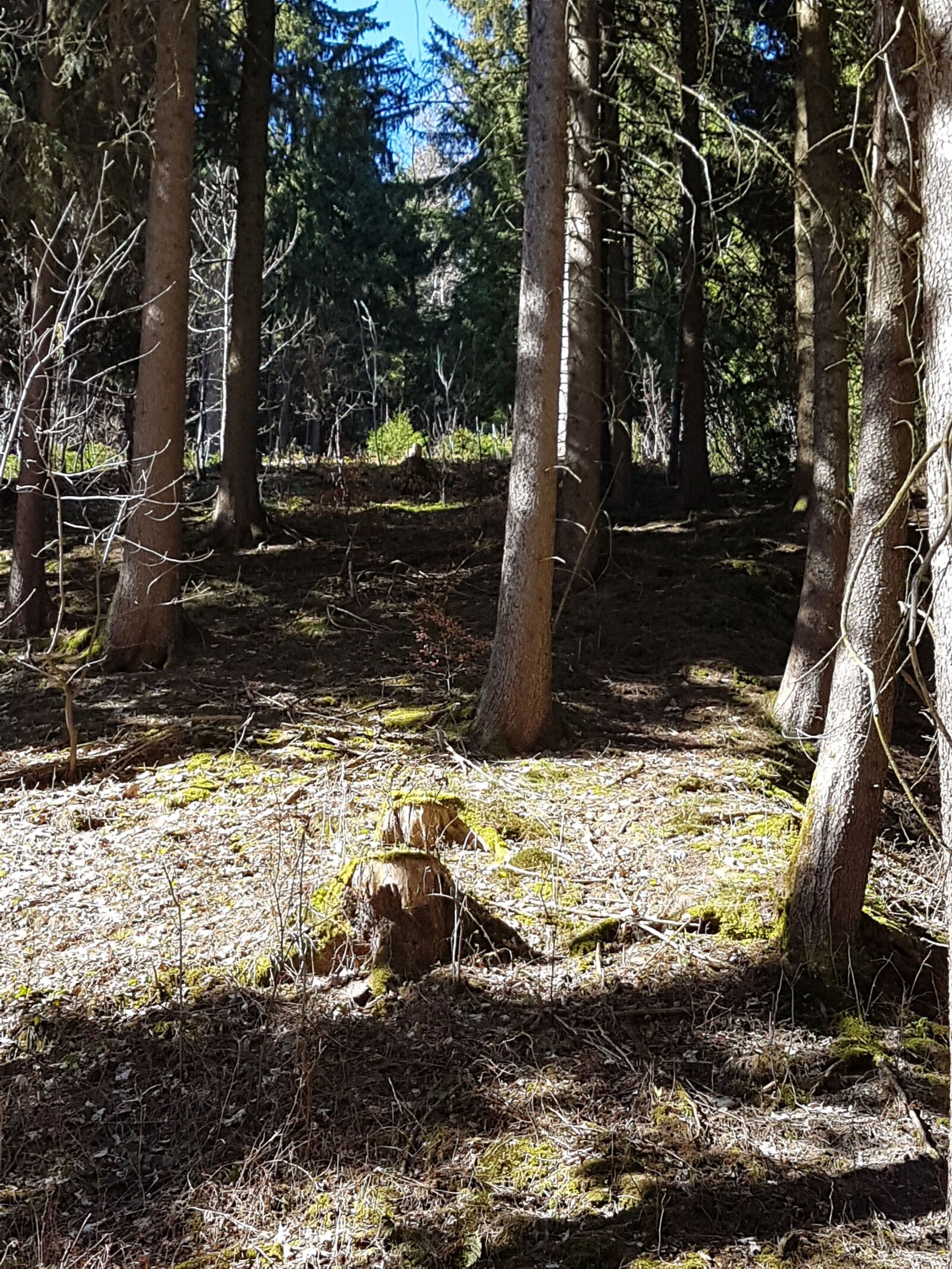 Samsung Galaxy S7 Edge sample photo. Coniferous, forest, spring, sun photography
