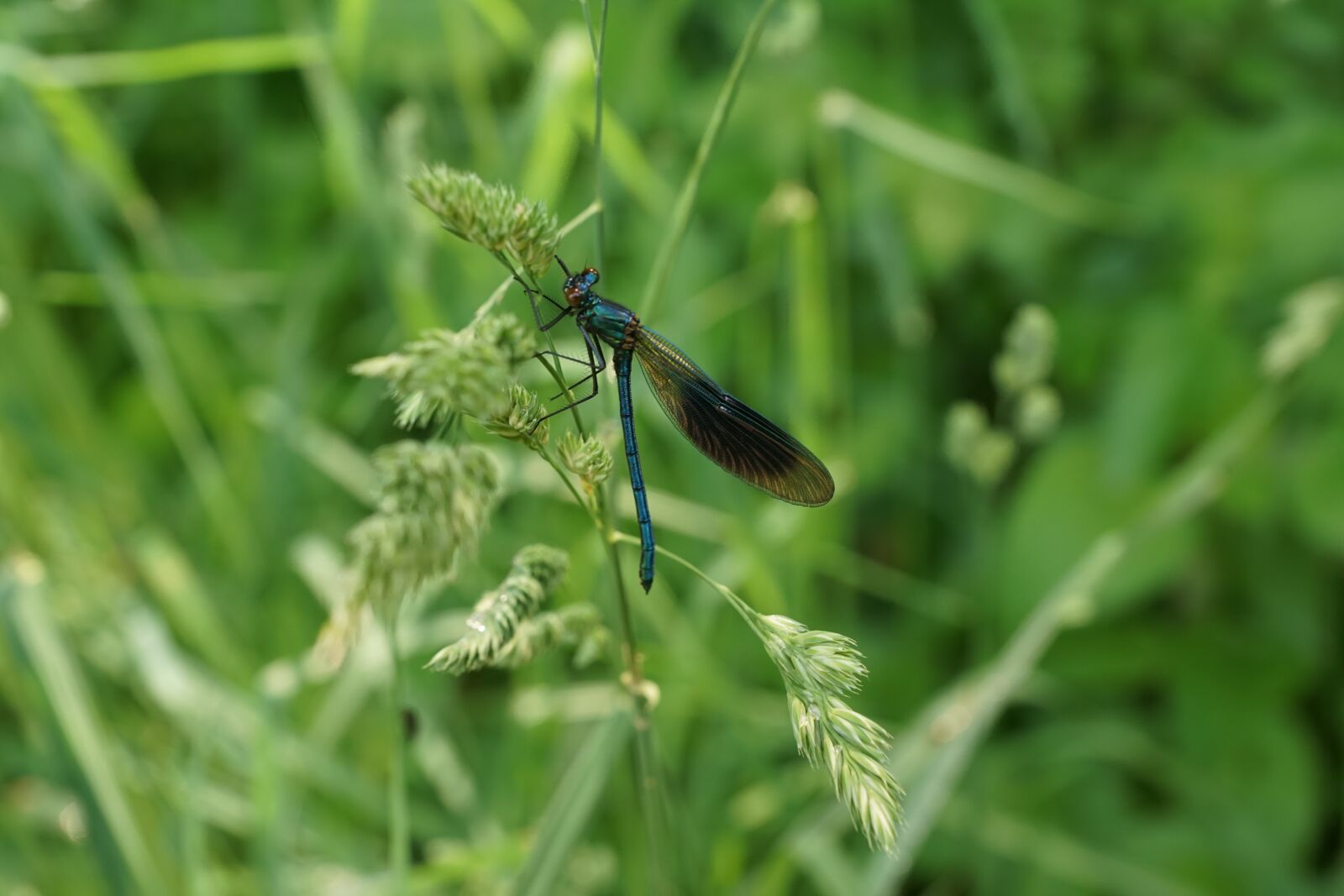 Sony ILCA-77M2 + Sony DT 16-50mm F2.8 SSM sample photo. Dragonfly, insect, nature photography