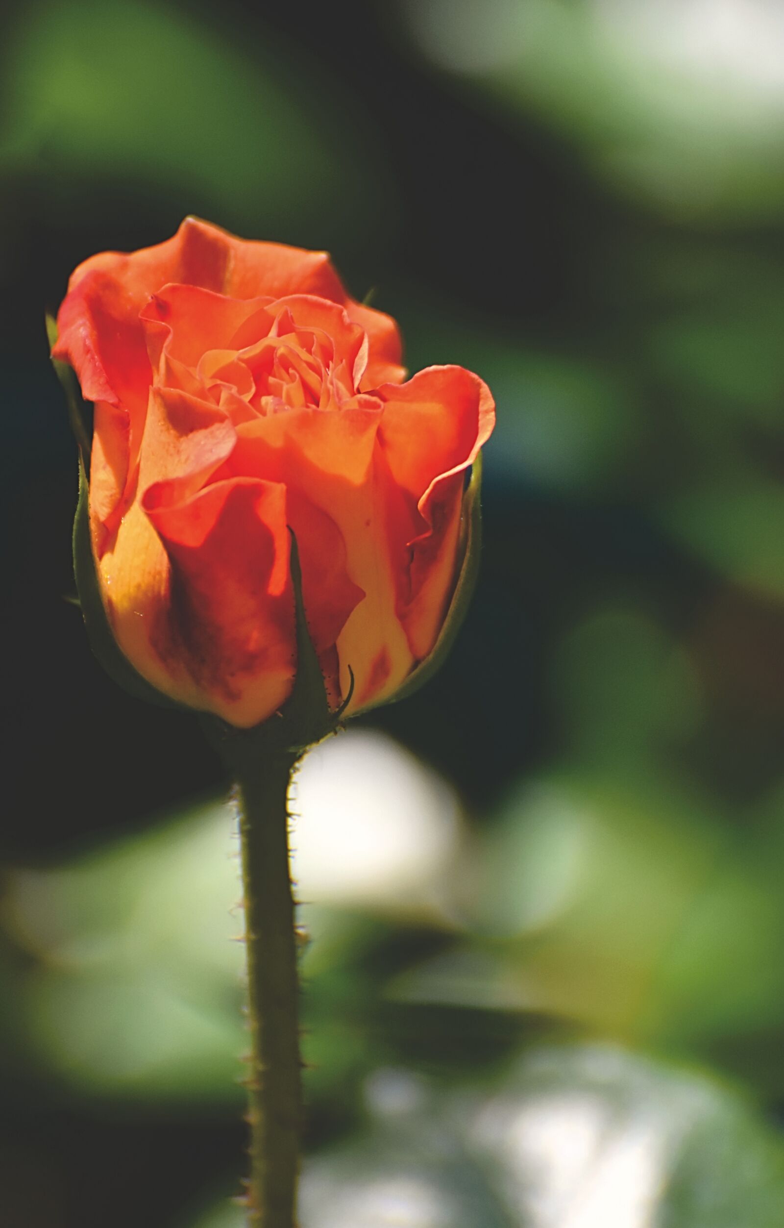 Nikon D7200 sample photo. Rose, orange, blossom photography