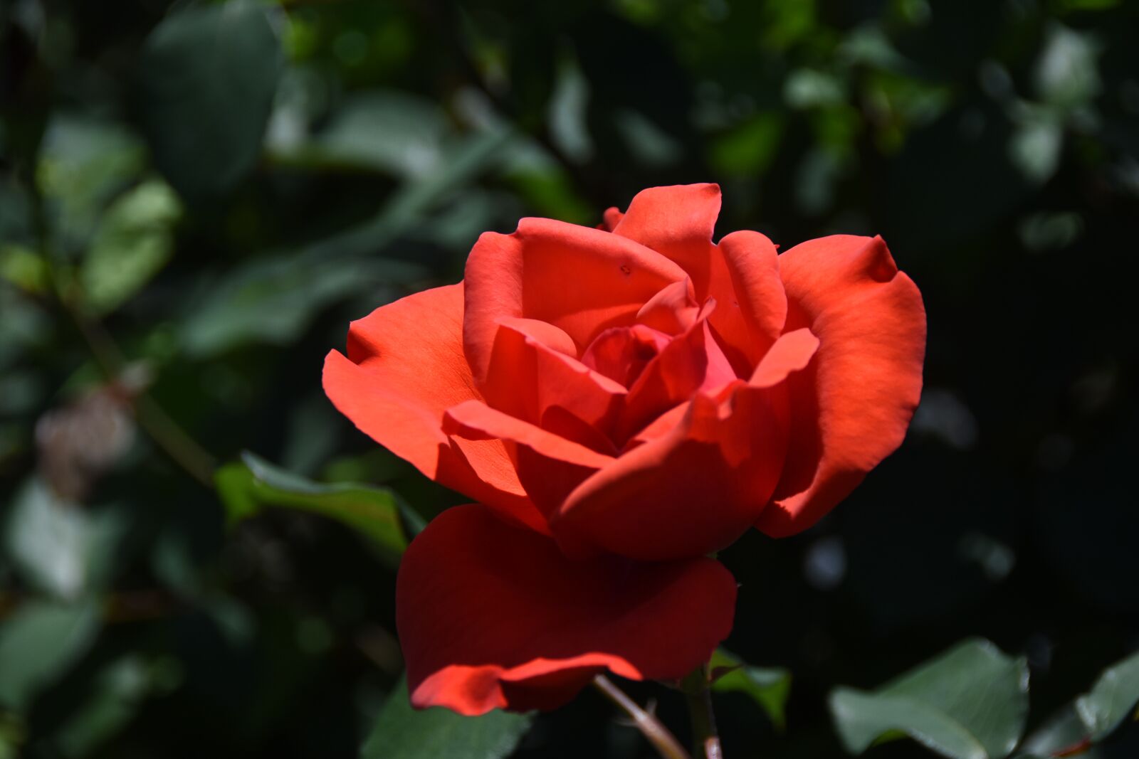 Nikon D7200 sample photo. Rose, maypole queen, garden photography
