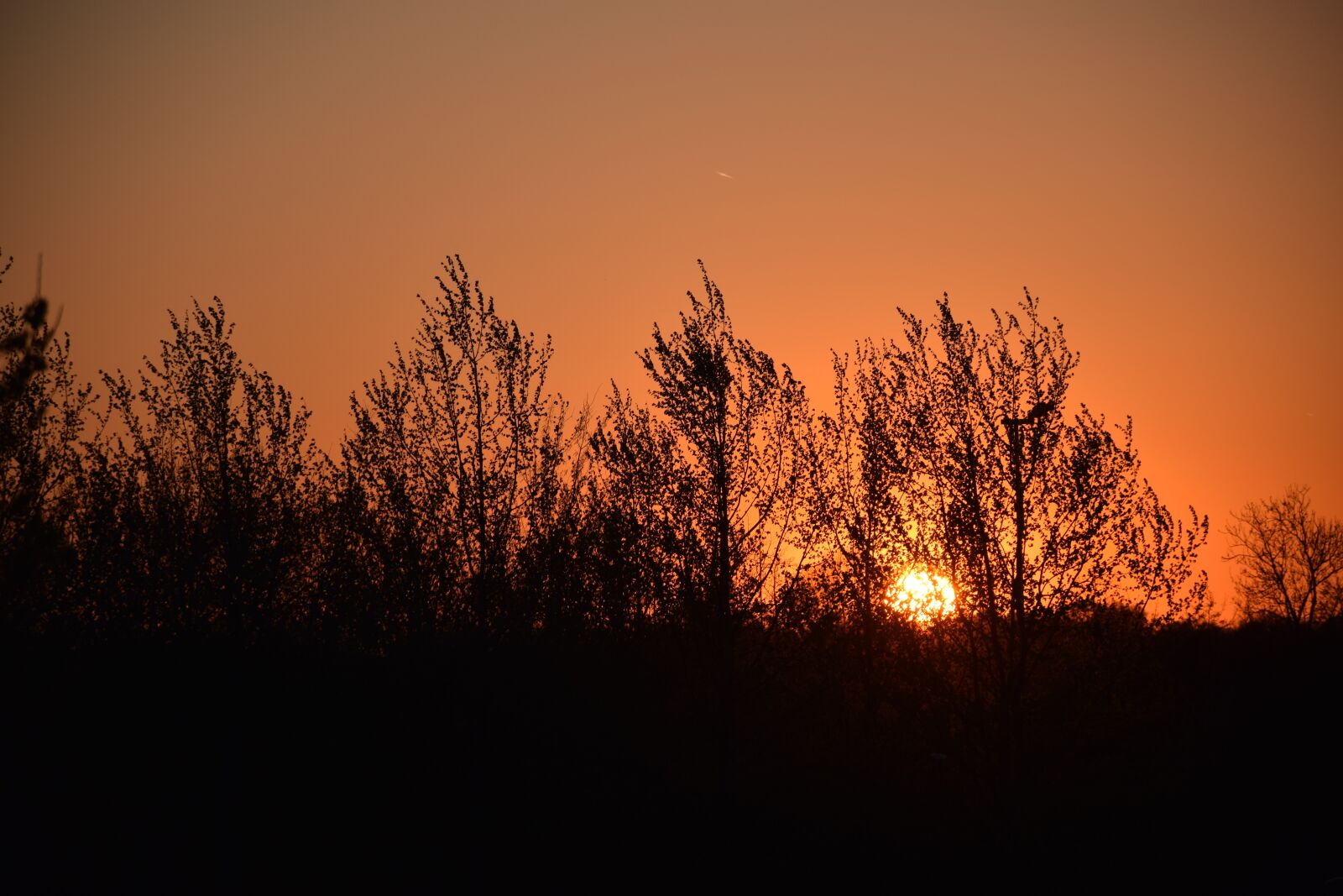 Nikon D5300 sample photo. Sunset, trees, tree photography