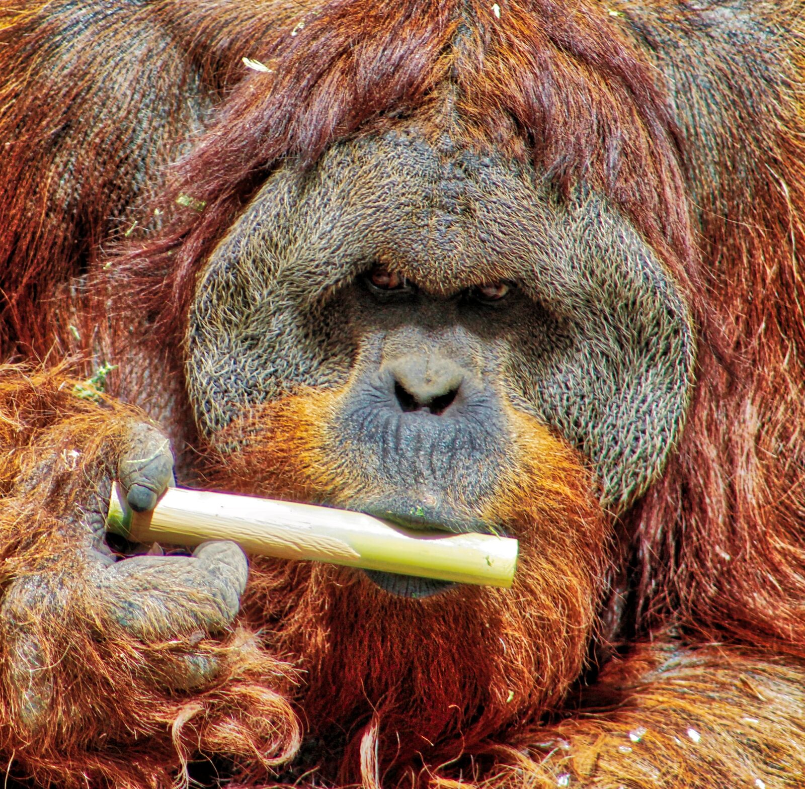 Canon EF 75-300mm f/4-5.6 sample photo. Monkey, orangutan, zoo photography