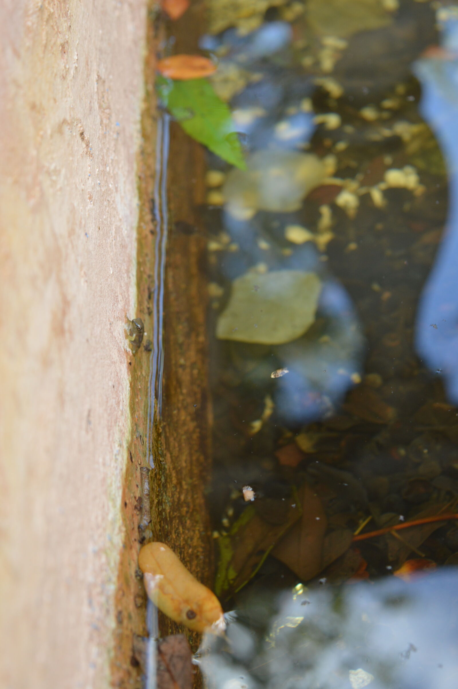 Nikon D3200 sample photo. Fountain, frog, tadpole, water photography