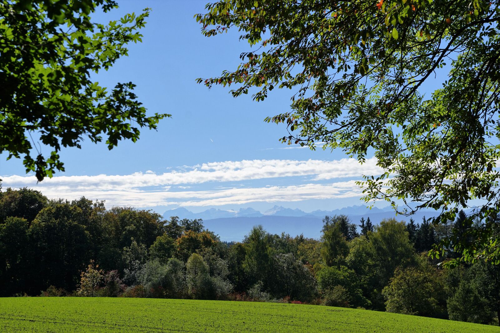 Sony ILCA-77M2 + Sony DT 16-50mm F2.8 SSM sample photo. Meadow, zollikon, zurich photography