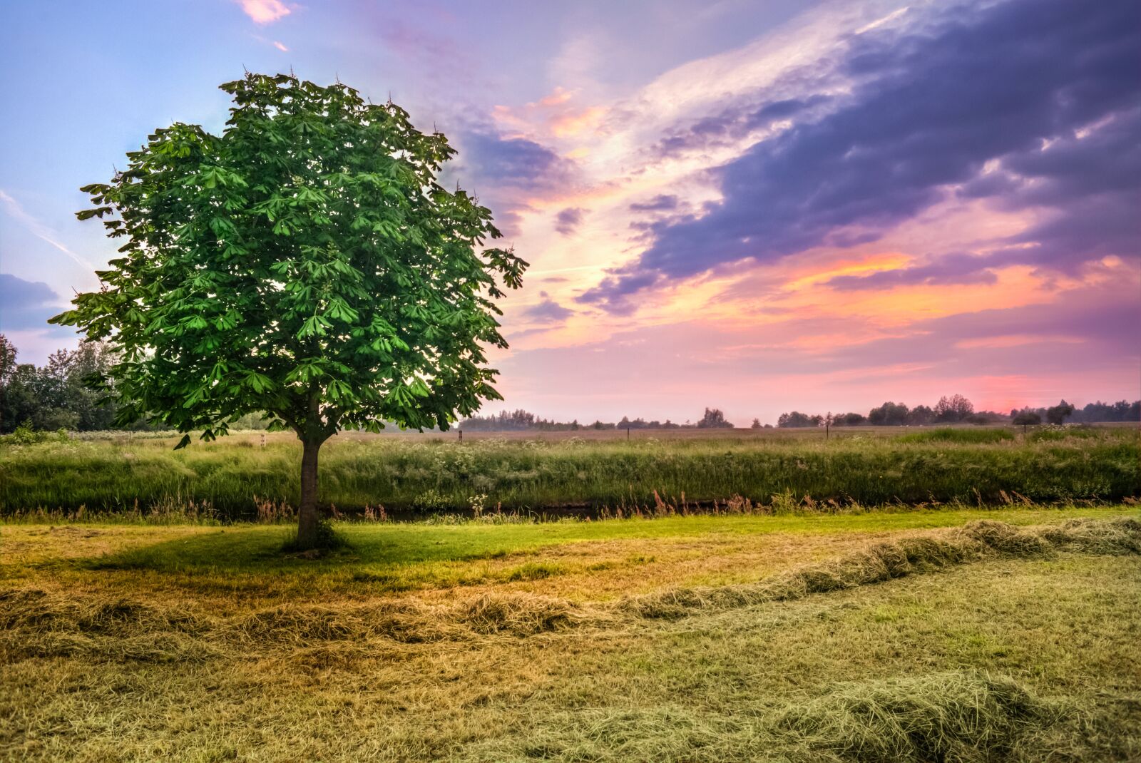 Nikon D610 sample photo. Chestnut tree, sunset, meadows photography
