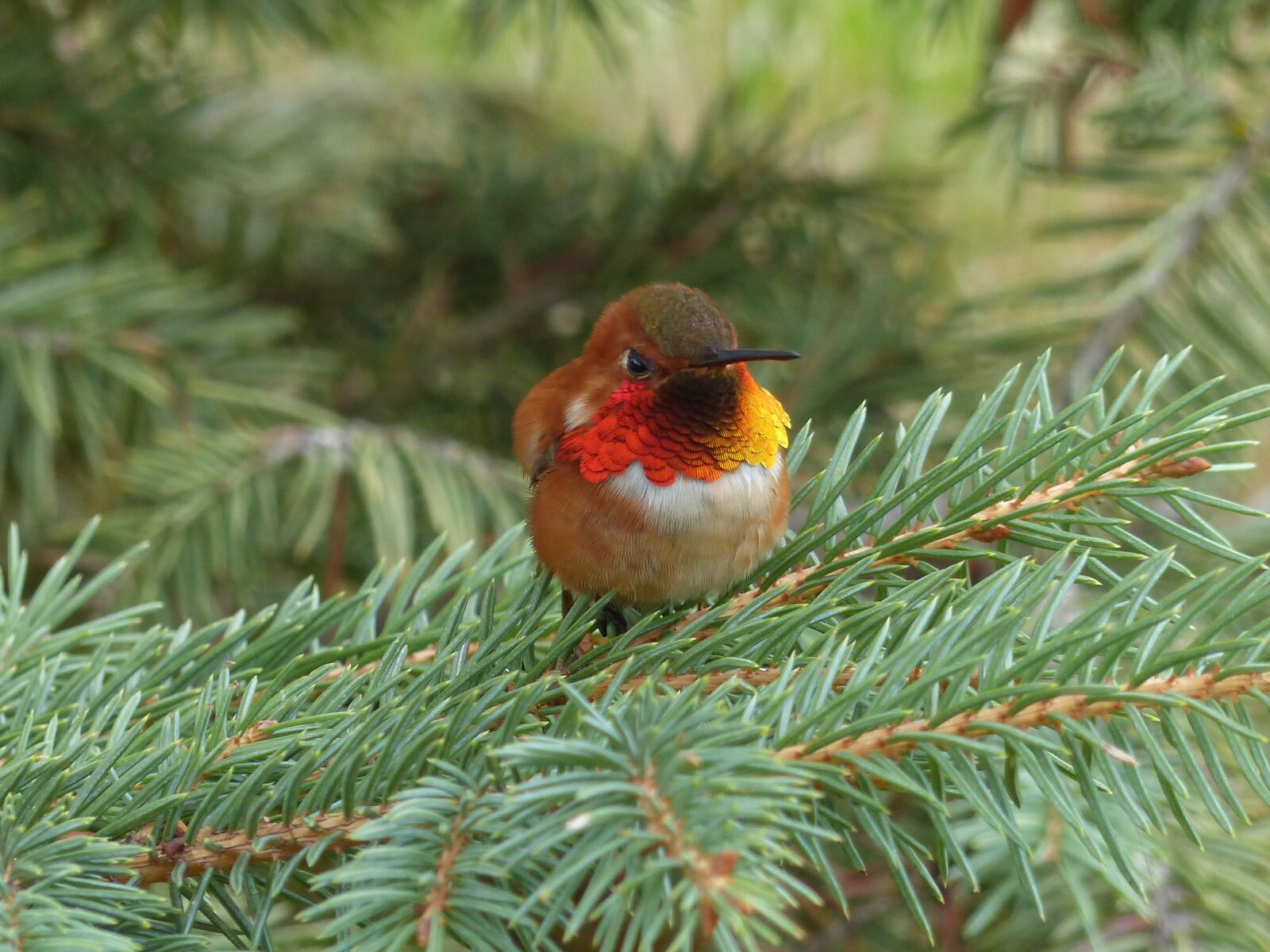 Panasonic Lumix DMC-FZ200 sample photo. Hummingbird, bird, small photography