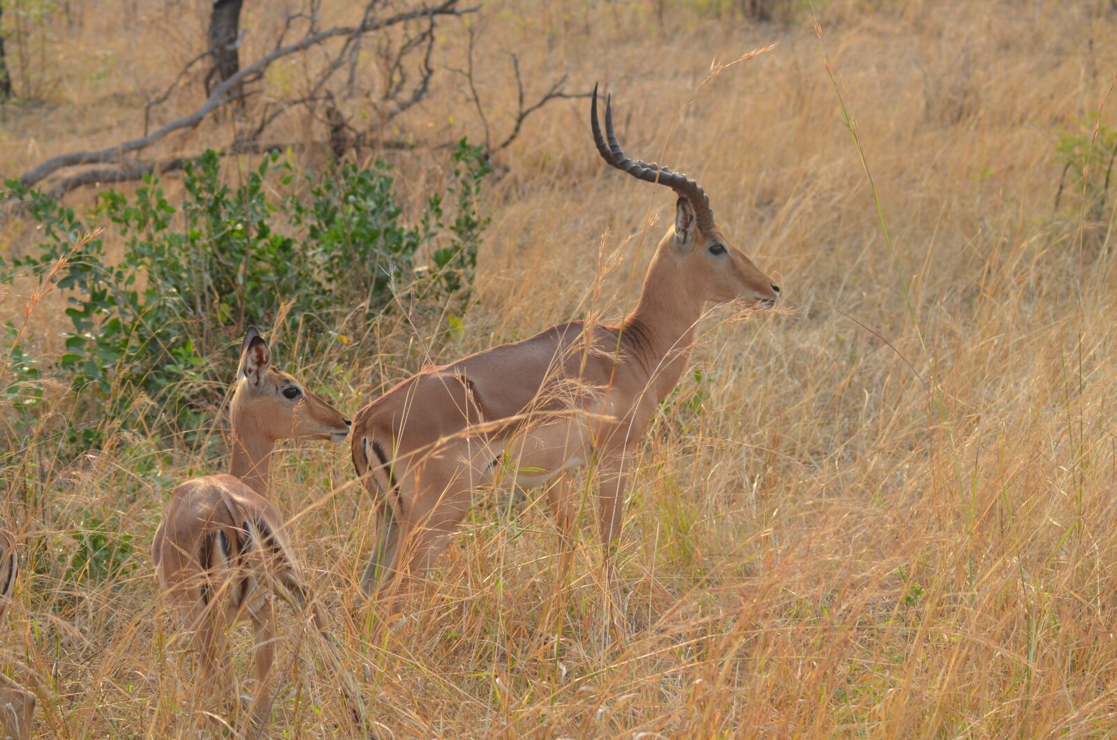 Nikon D5100 sample photo. Gazelle, africa, national park photography