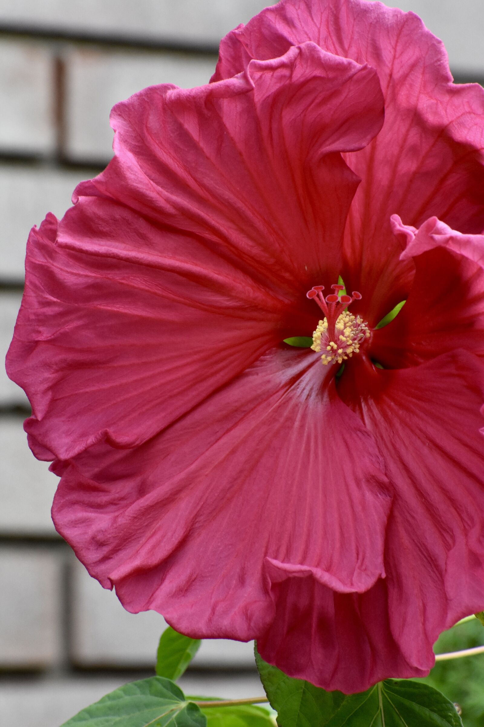 Nikon D3400 sample photo. Hibiscus, pink, red photography