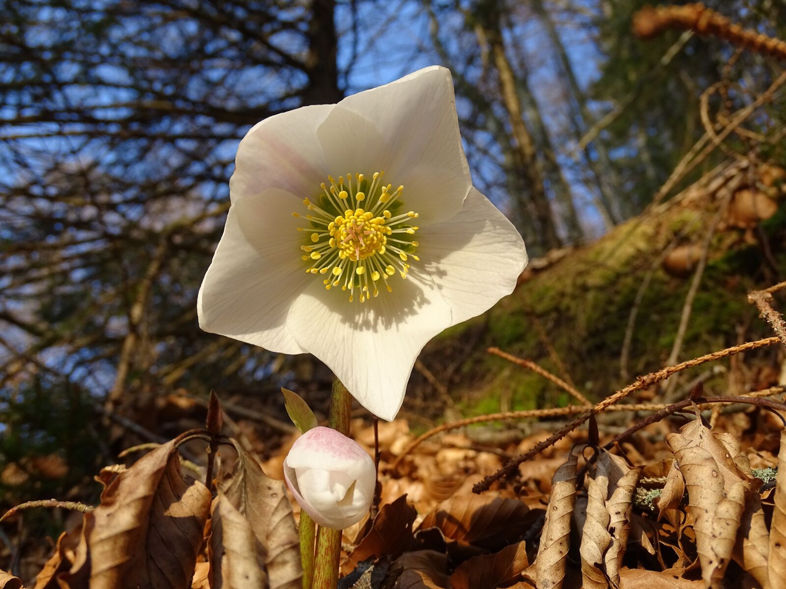 Sony Cyber-shot DSC-HX350 sample photo. Flower, anemone, spring photography