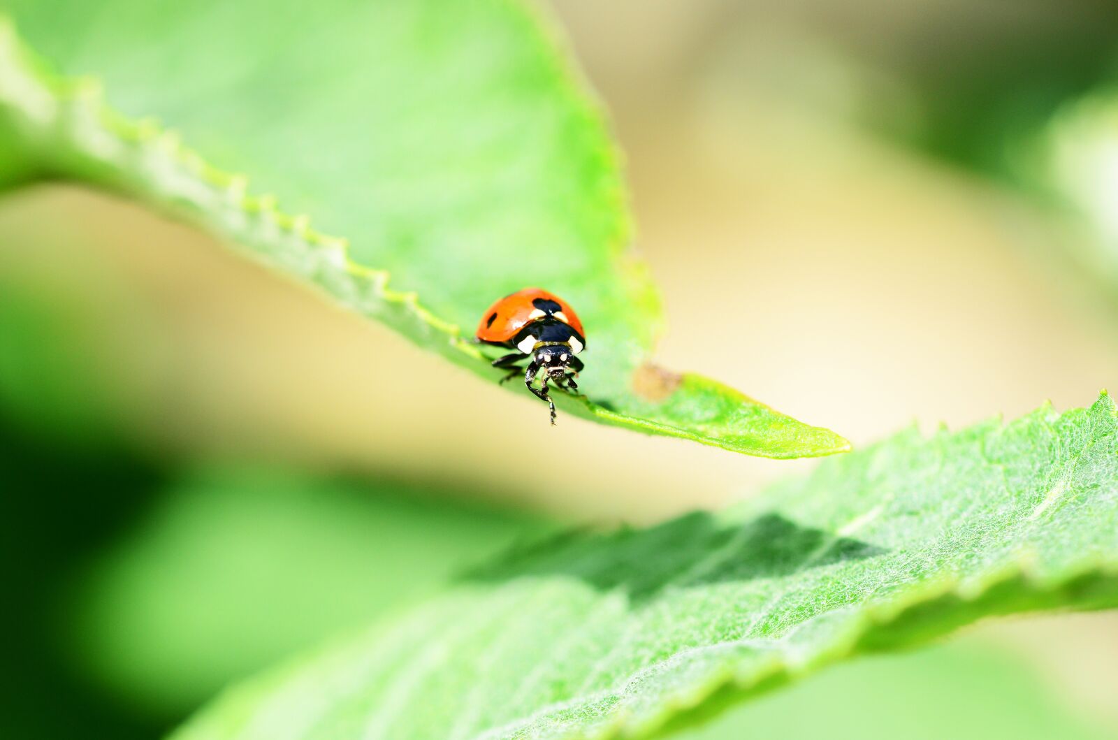 Nikon D800 sample photo. Ladybird, seven-spot ladybird, front photography