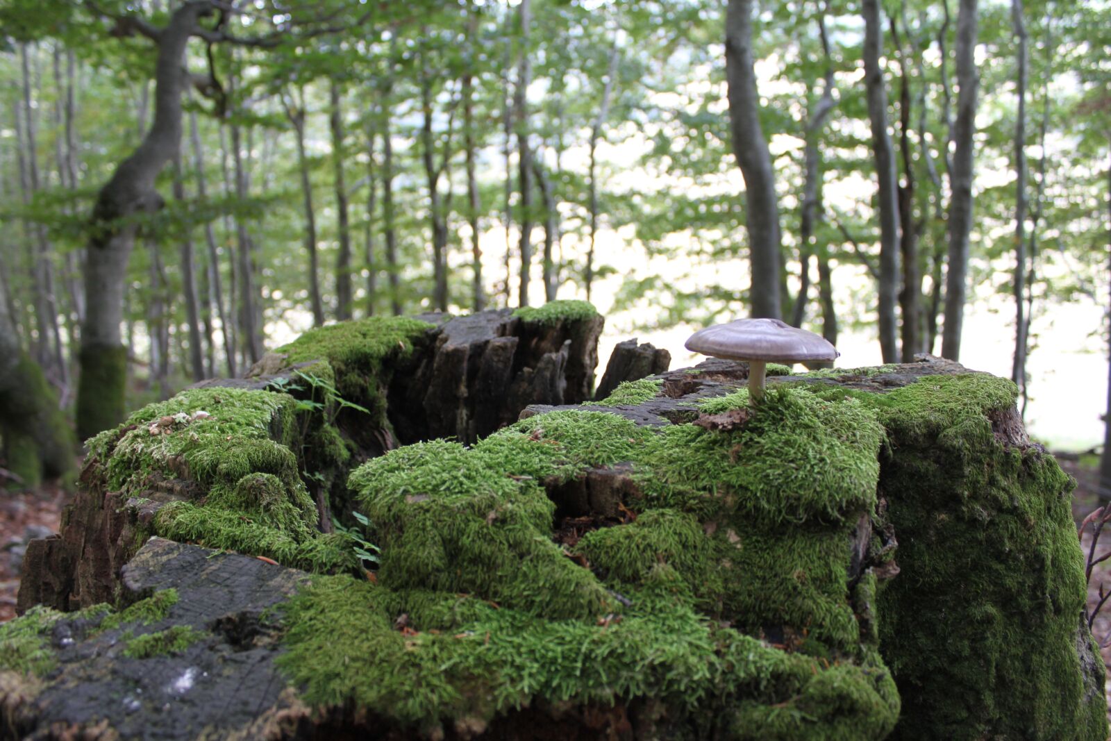 Canon EOS 500D (EOS Rebel T1i / EOS Kiss X3) sample photo. Trees, strain, fungus photography