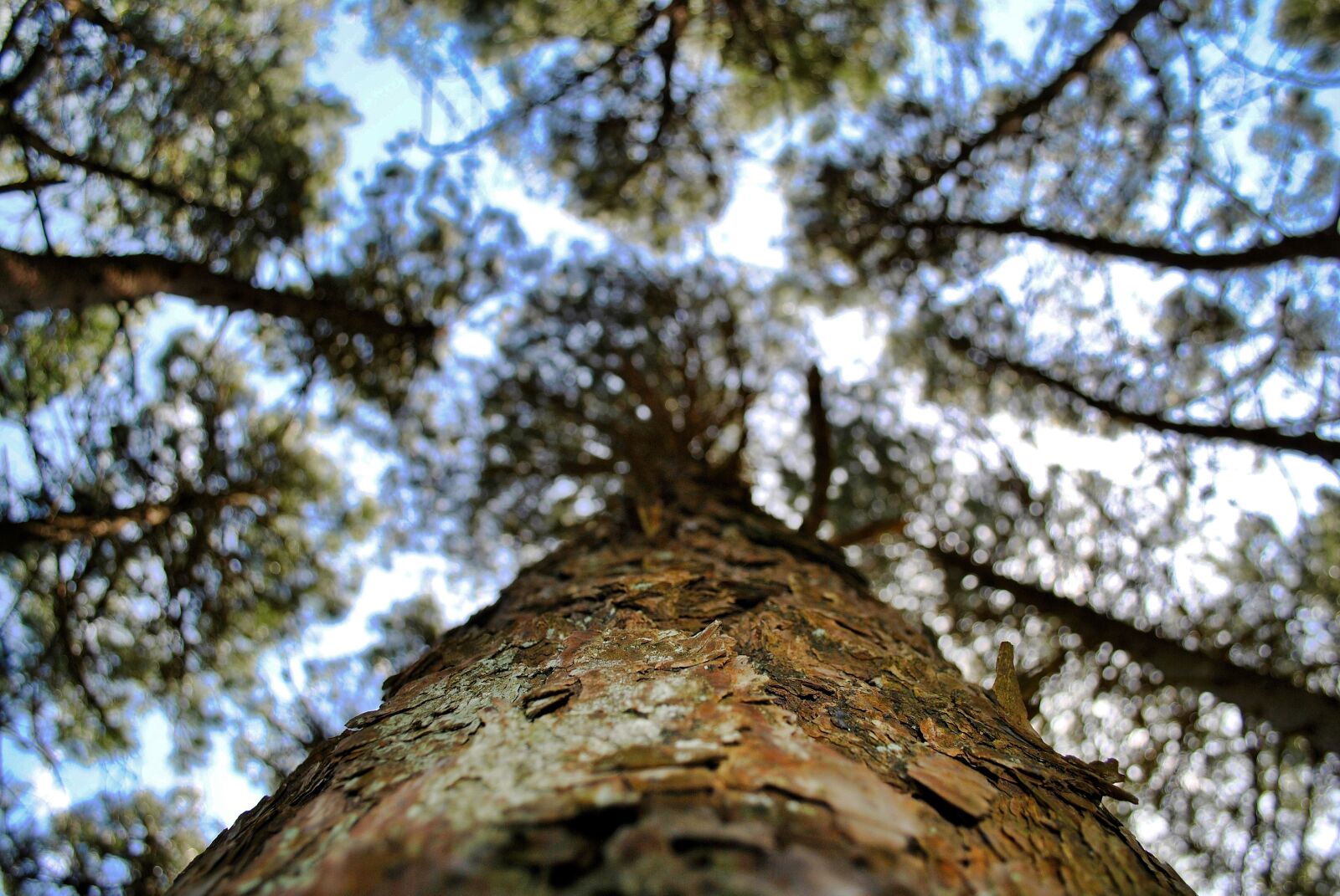Nikon D3000 sample photo. Tree, nature, wood photography