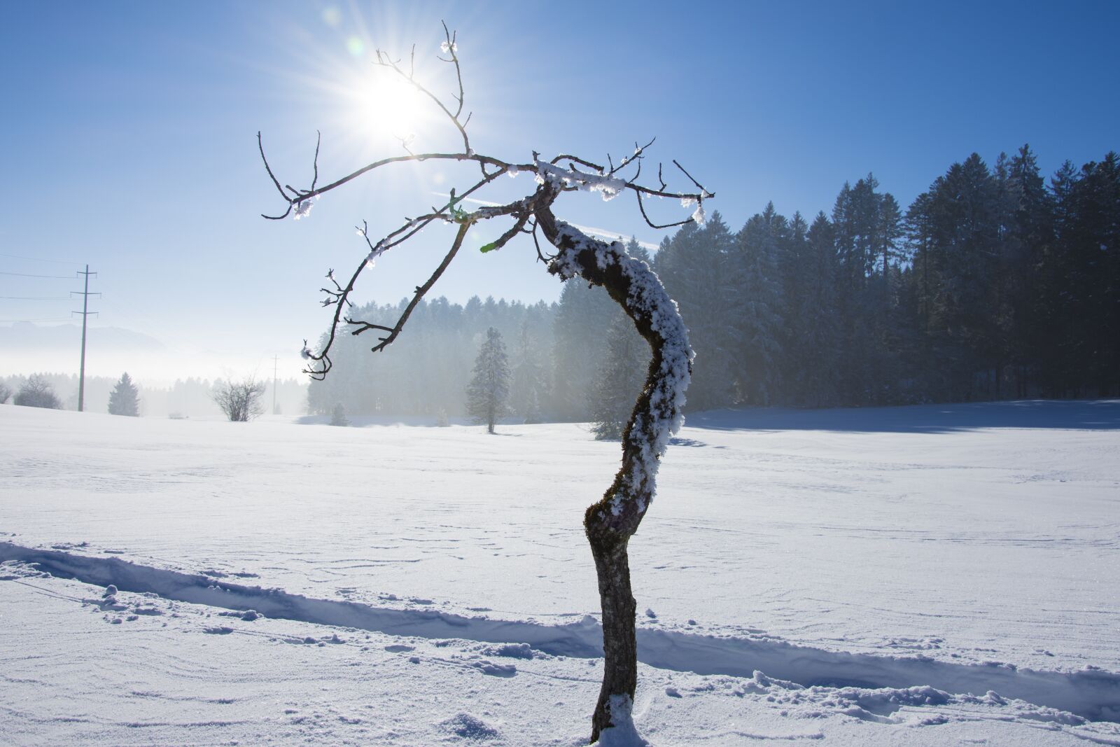 Nikon D7200 sample photo. Wintry, tree, light photography