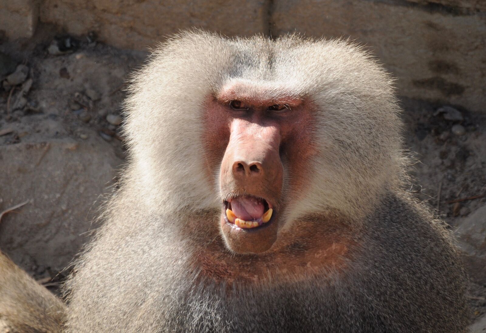 Nikon D5000 sample photo. Zoo, ape, baboons photography