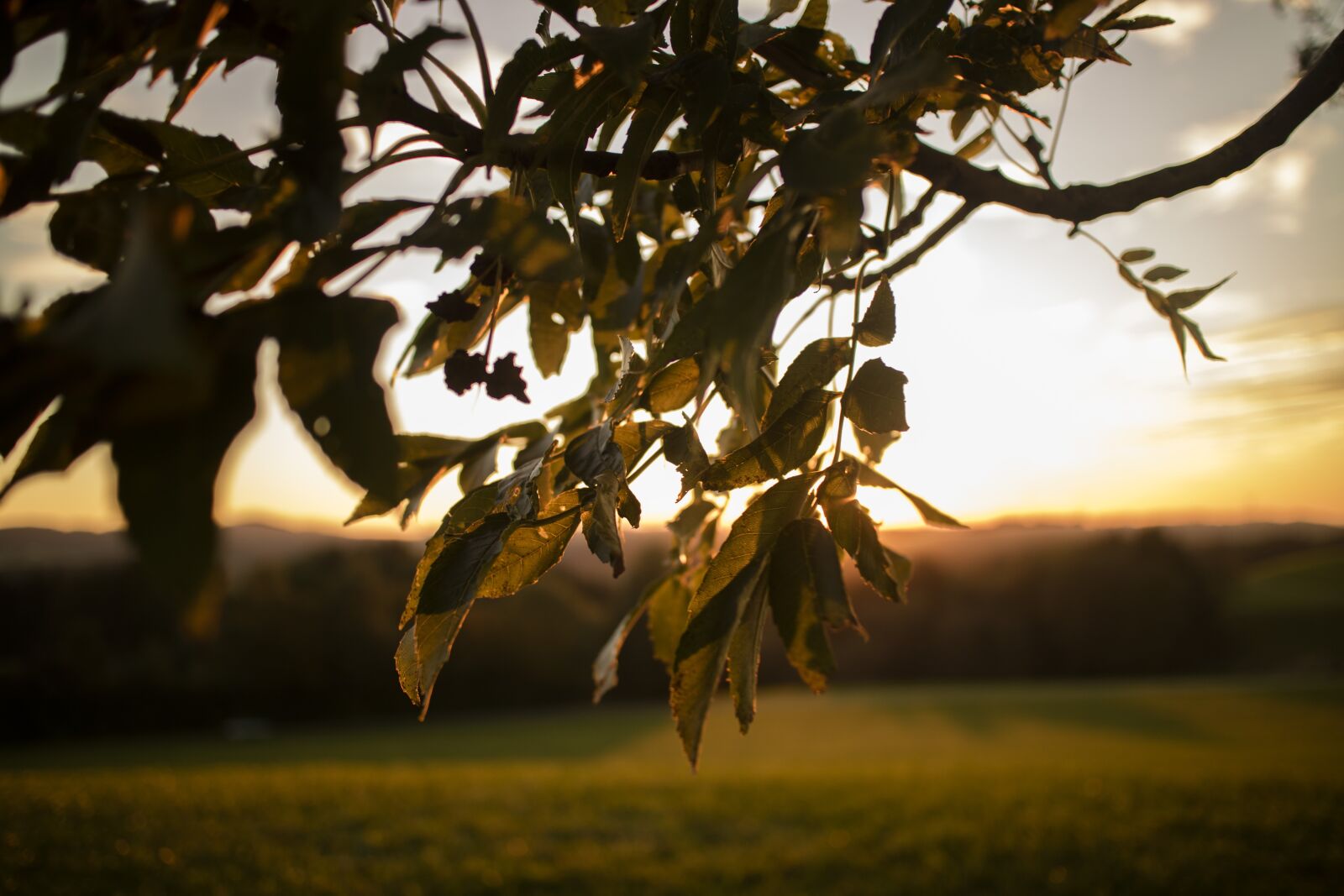 Canon EOS M3 + Canon EF-M 22mm F2 STM sample photo. Sunset, tree, leaves photography