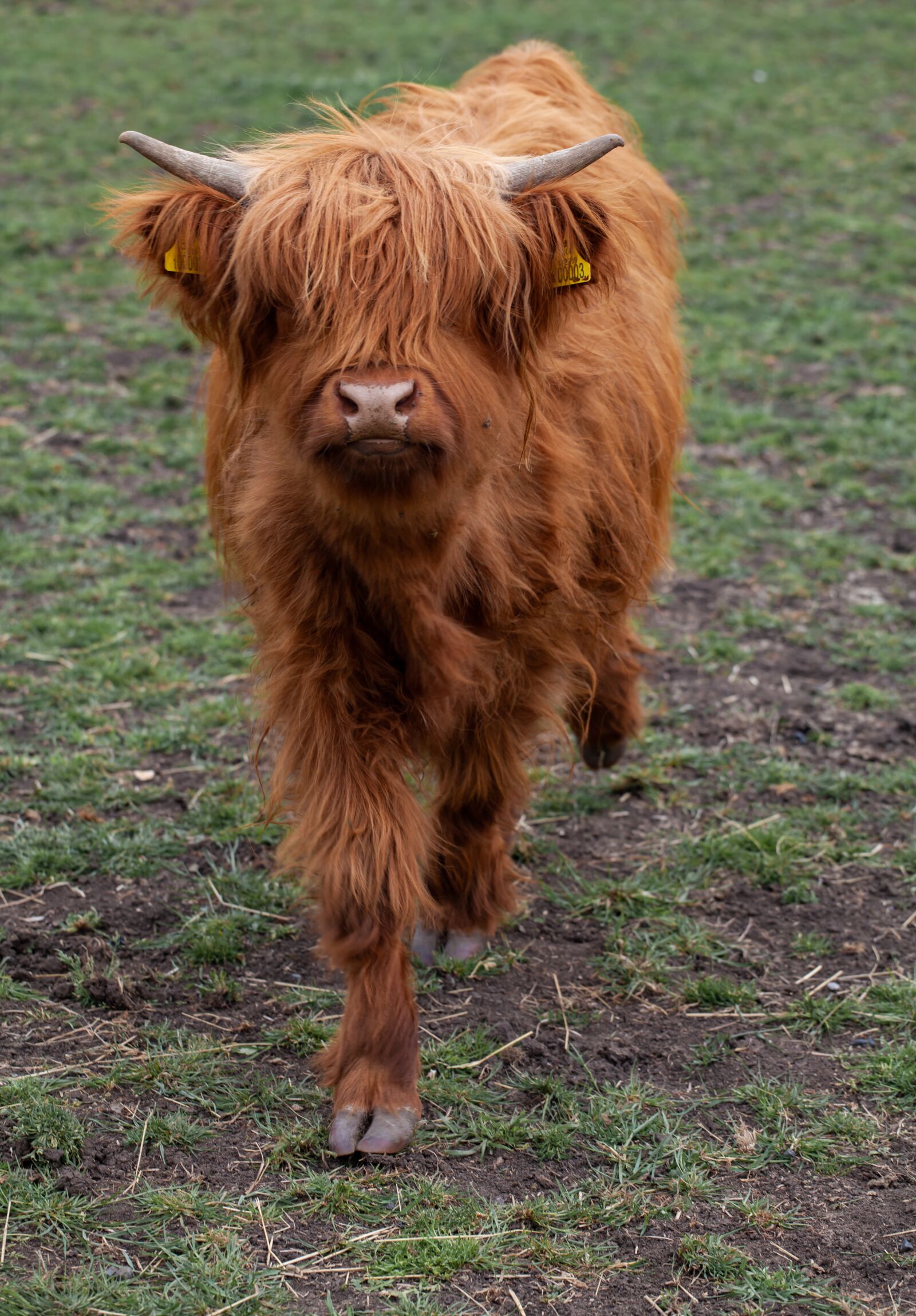 Canon EF 70-200mm F4L USM sample photo. Shaggy cow, highland cow photography