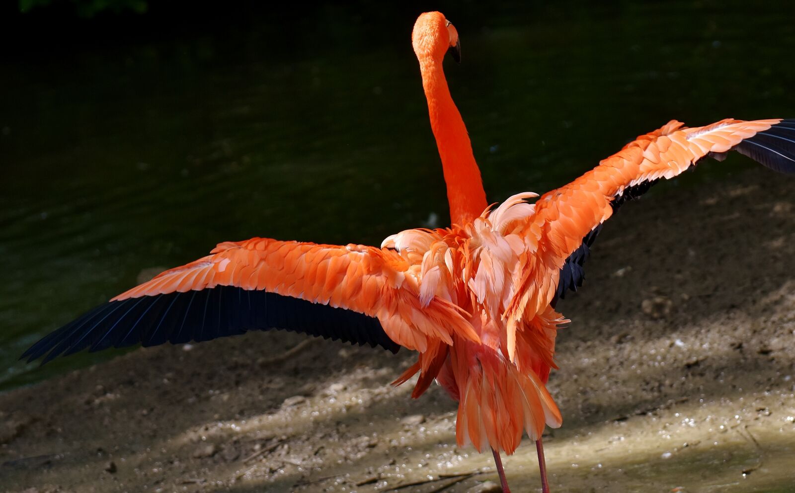 Nikon D7200 sample photo. Flamingo, bird, colorful photography