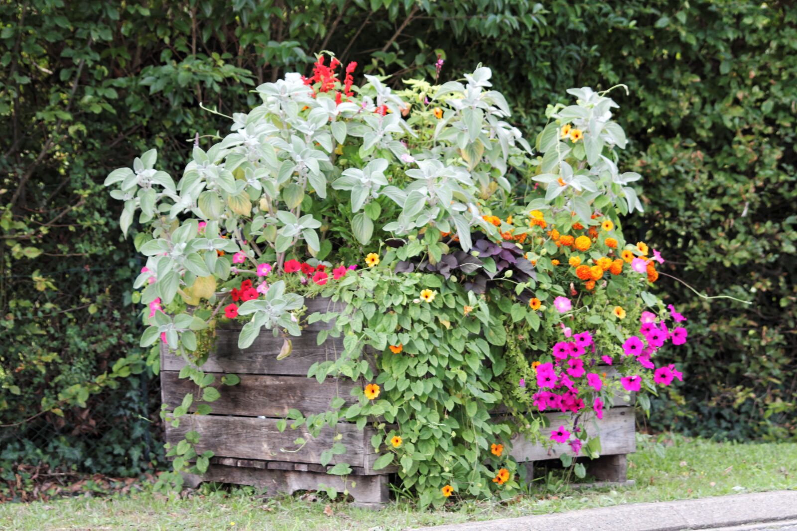 Canon EOS 7D sample photo. Flower, garden, plant photography