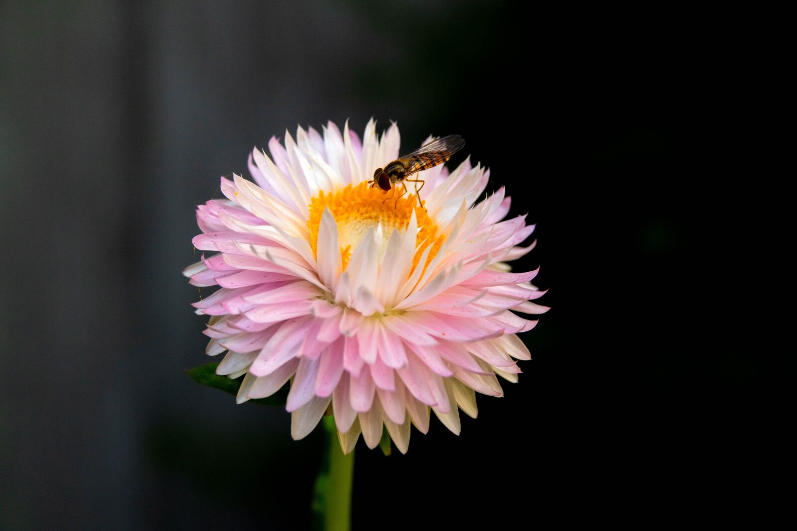 Sony Cyber-shot DSC-RX10 III sample photo. Flower, insect, blossom photography