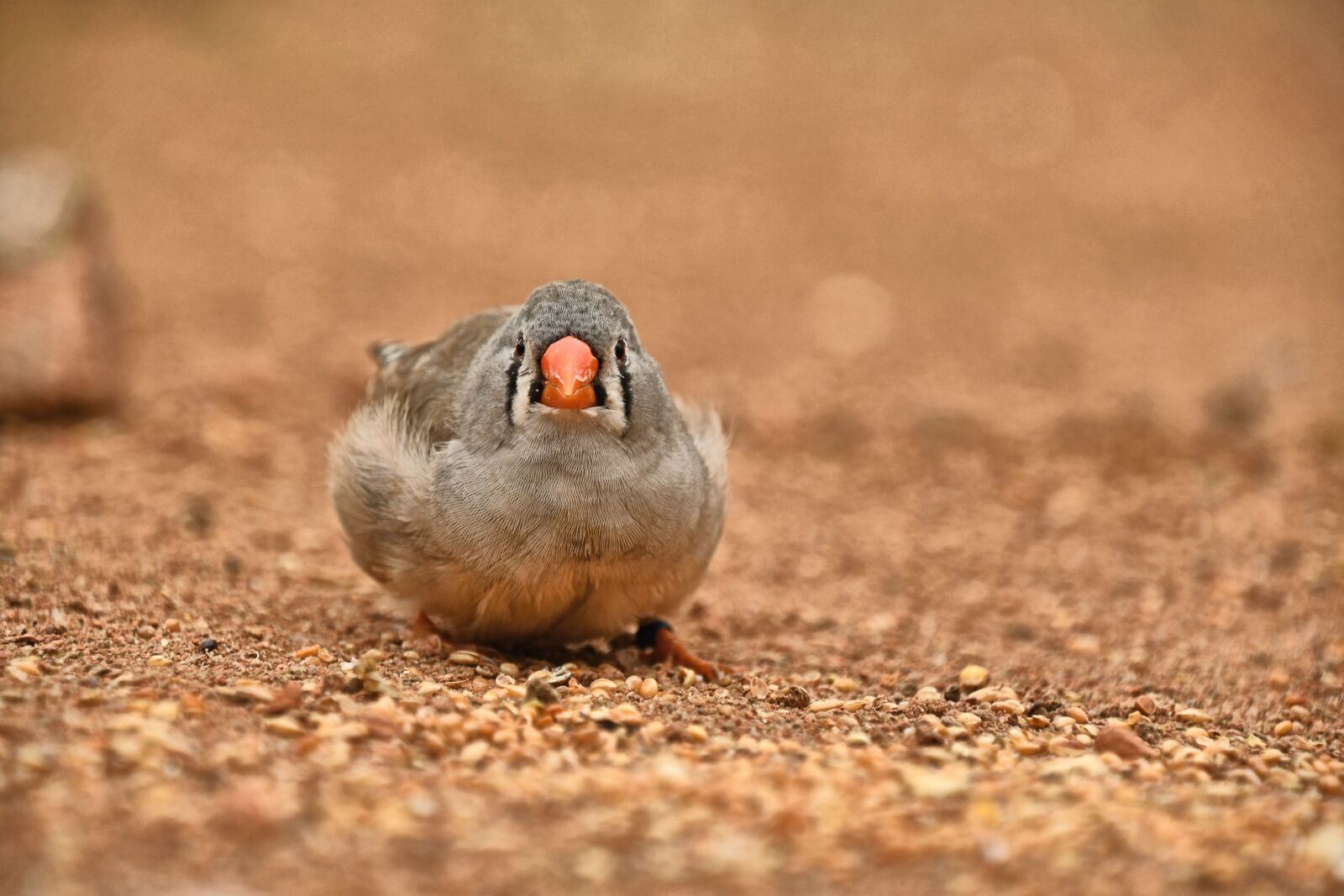 Nikon D500 sample photo. Zebra finch, bird, animal photography