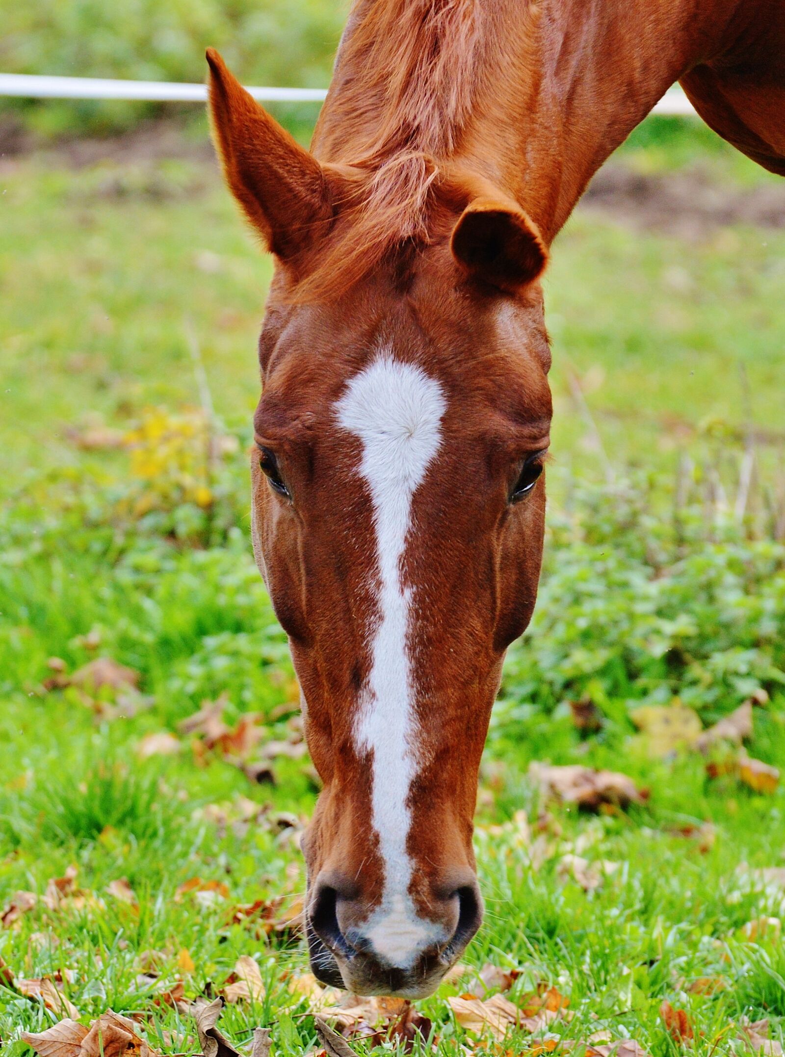 Nikon D3200 sample photo. Horse, animal, ride photography
