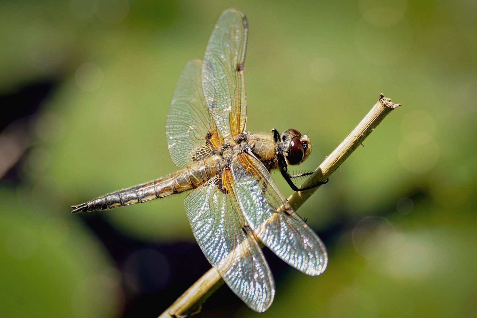 Sony DT 55-300mm F4.5-5.6 SAM sample photo. Dragonfly, insect, nature photography