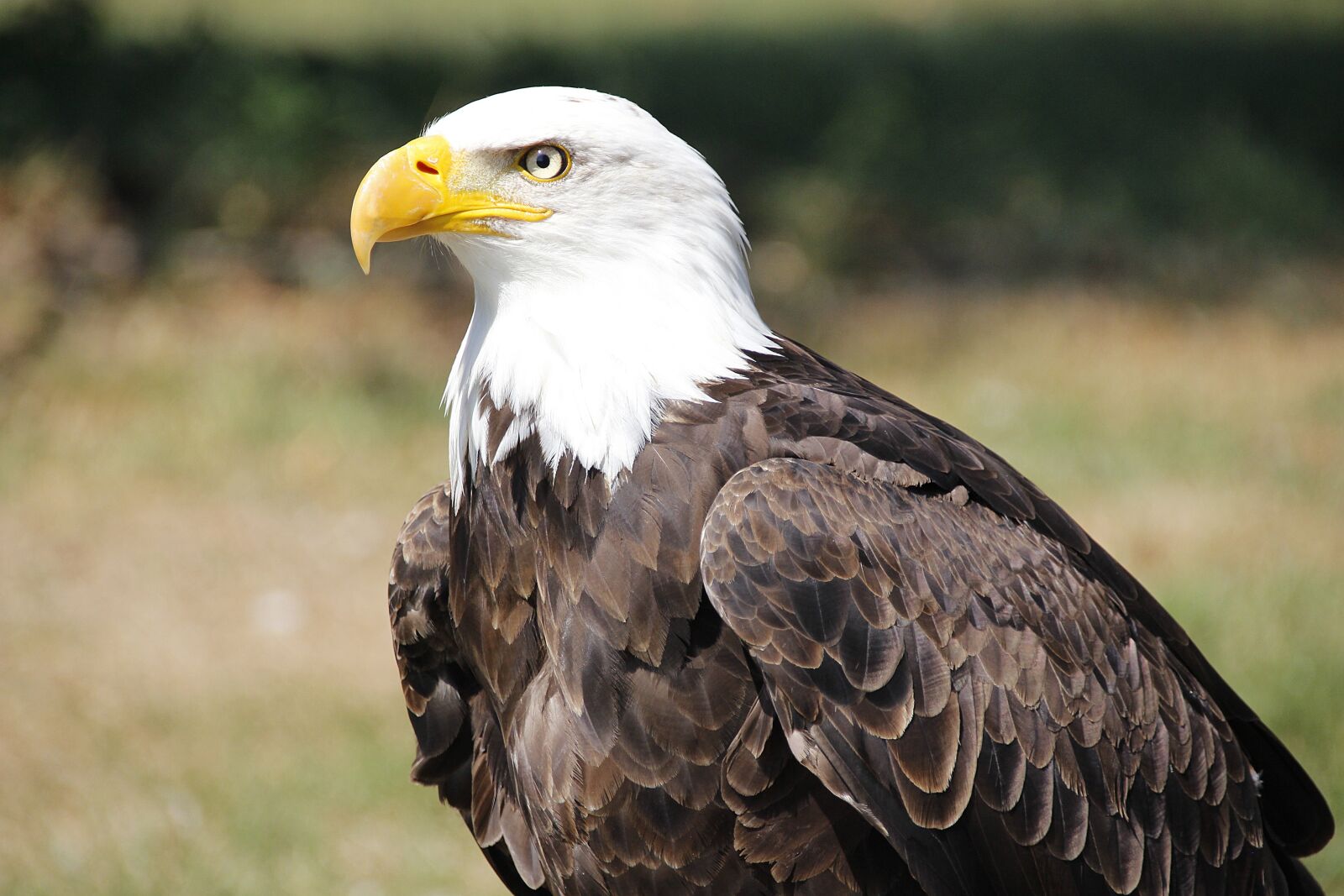 Canon EOS 700D (EOS Rebel T5i / EOS Kiss X7i) sample photo. Bald eagle, adler, raptor photography