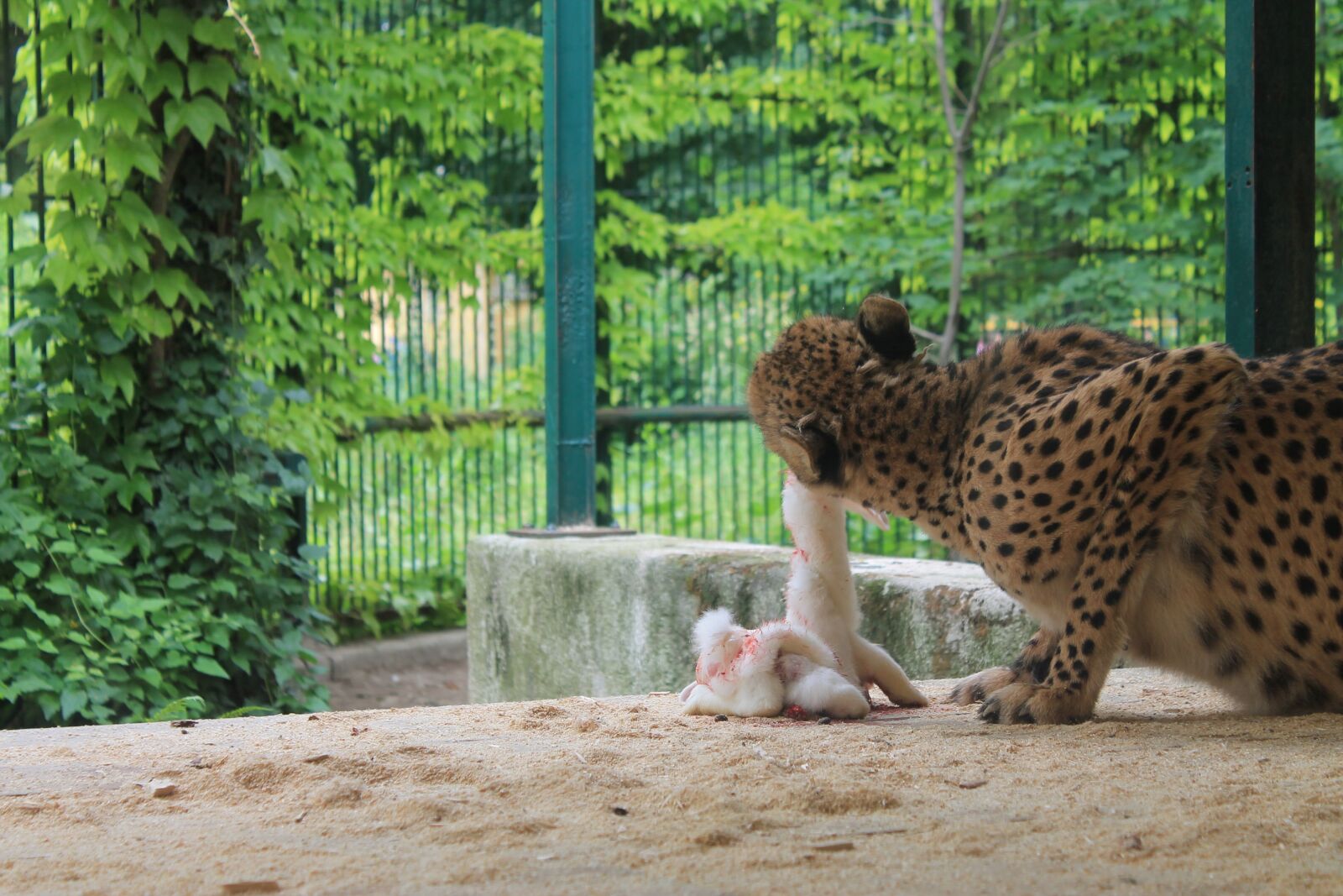 Canon EOS 1100D (EOS Rebel T3 / EOS Kiss X50) sample photo. Leopard, prey, eat photography