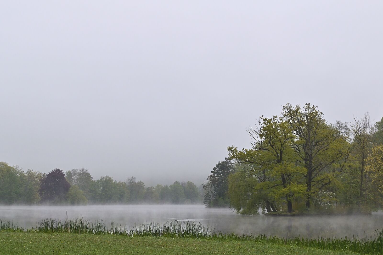 Nikon D5600 sample photo. Park, park lake, fog photography