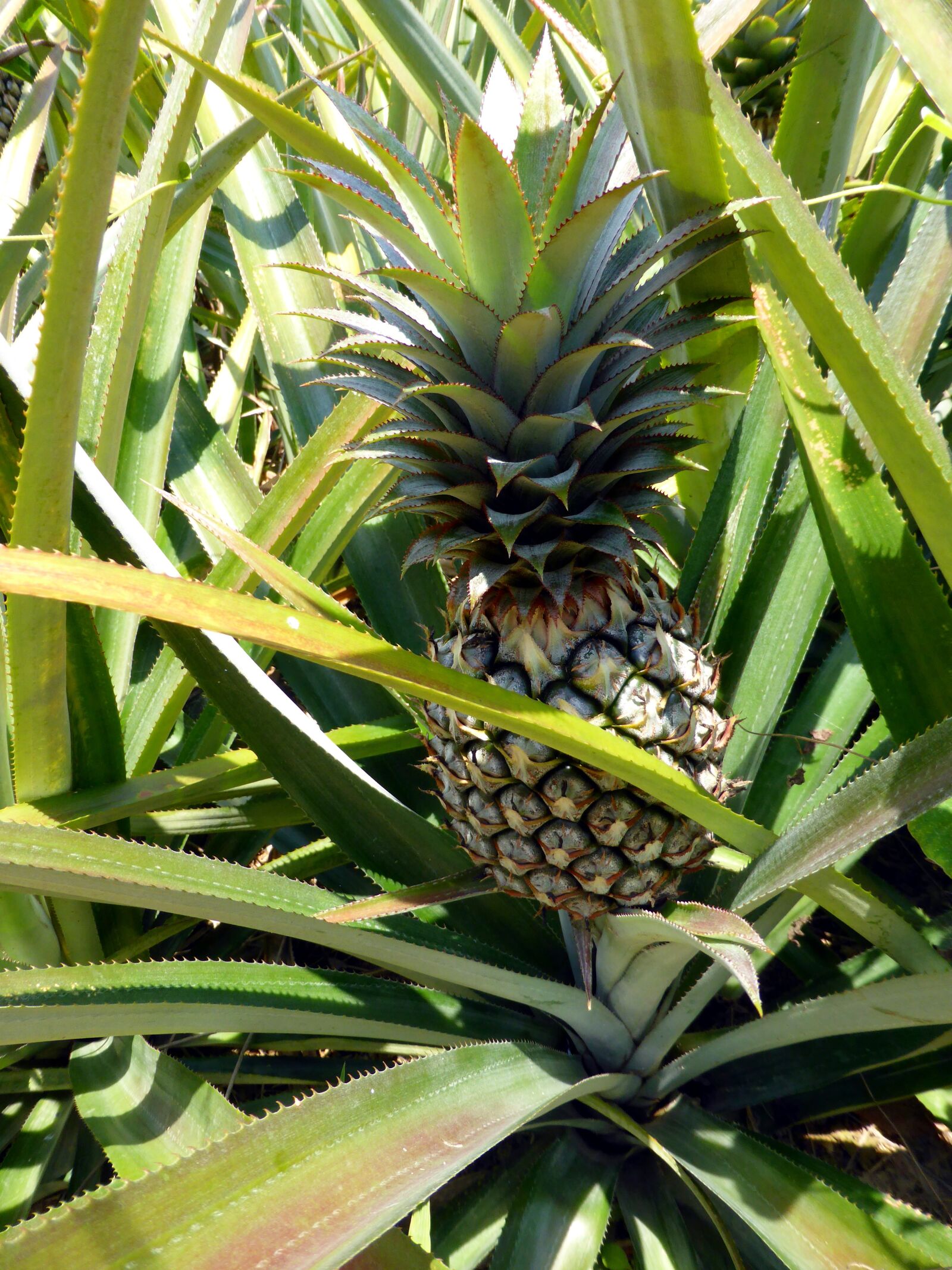 Panasonic DMC-TZ41 sample photo. Pineapple, fruit, tropical photography