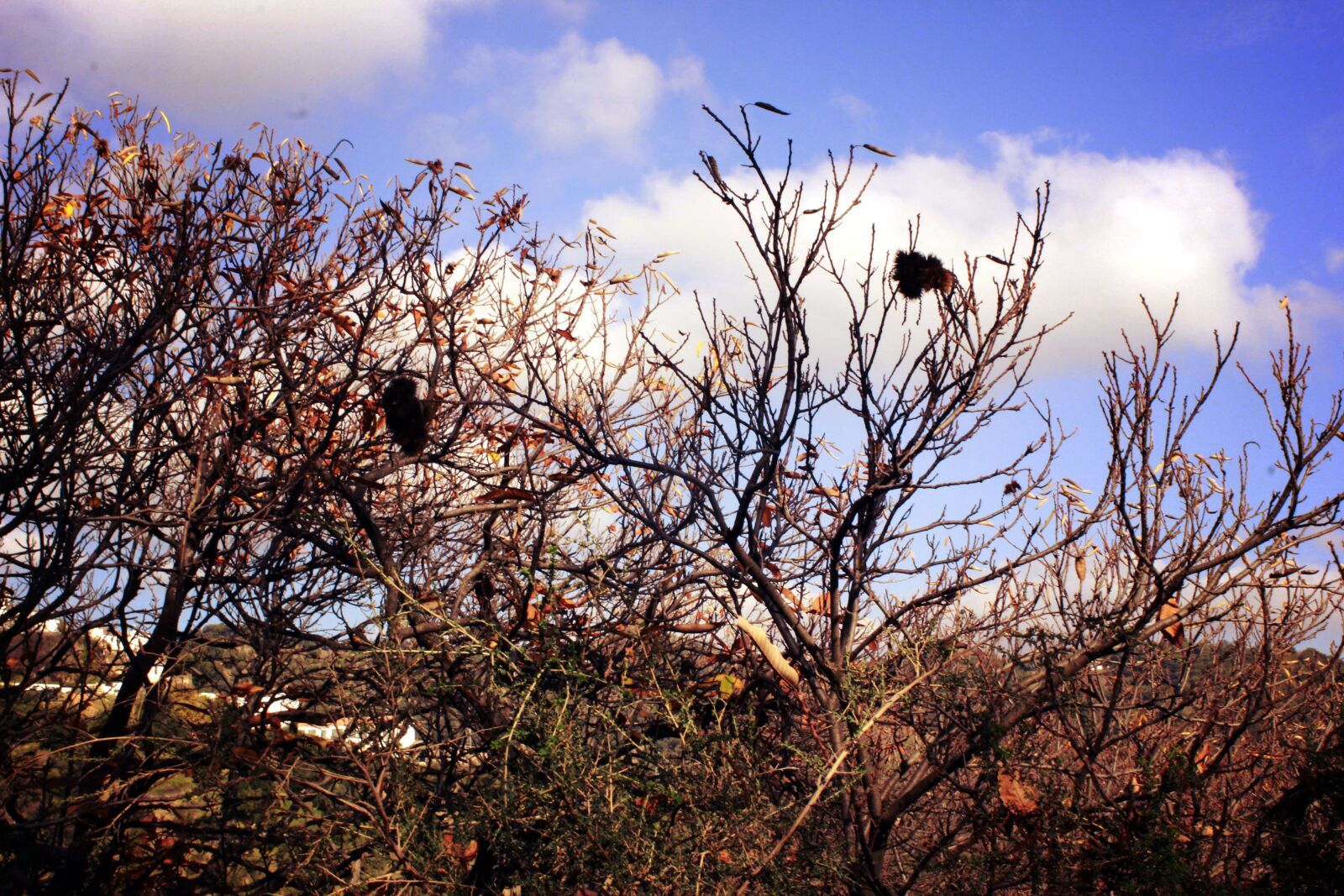 Canon EOS 600D (Rebel EOS T3i / EOS Kiss X5) sample photo. Benalauria, nature, andalusia photography