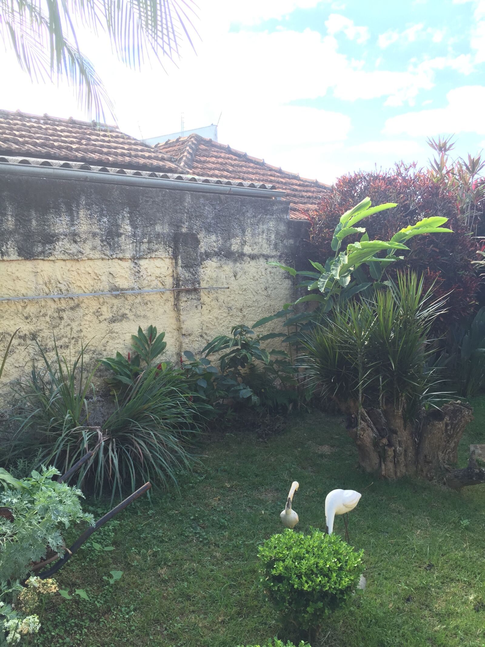 iPhone 6 Plus back camera 4.15mm f/2.2 sample photo. Brazil photography