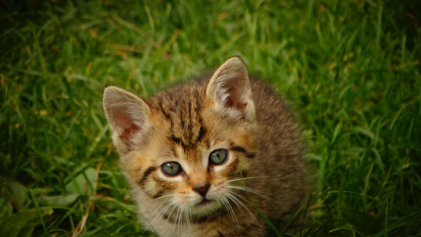 Sony Cyber-shot DSC-HX300 sample photo. Cat, kitten, pet photography