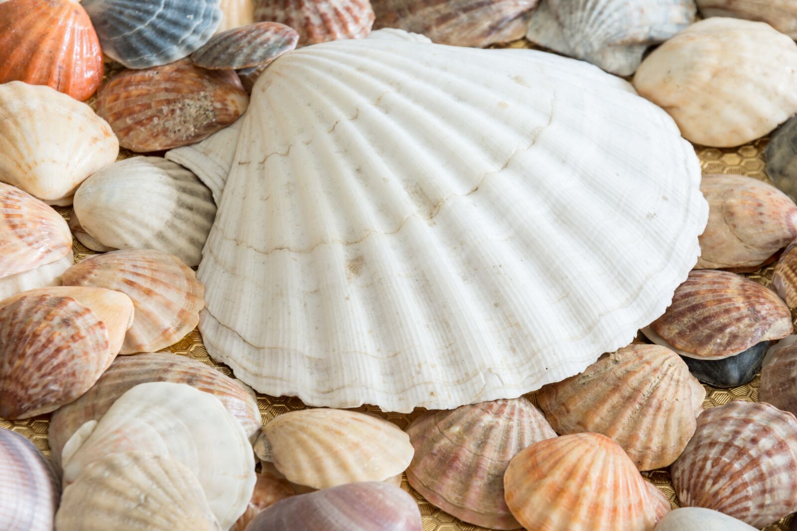 Nikon D7200 sample photo. Sea shells, shells, sea photography