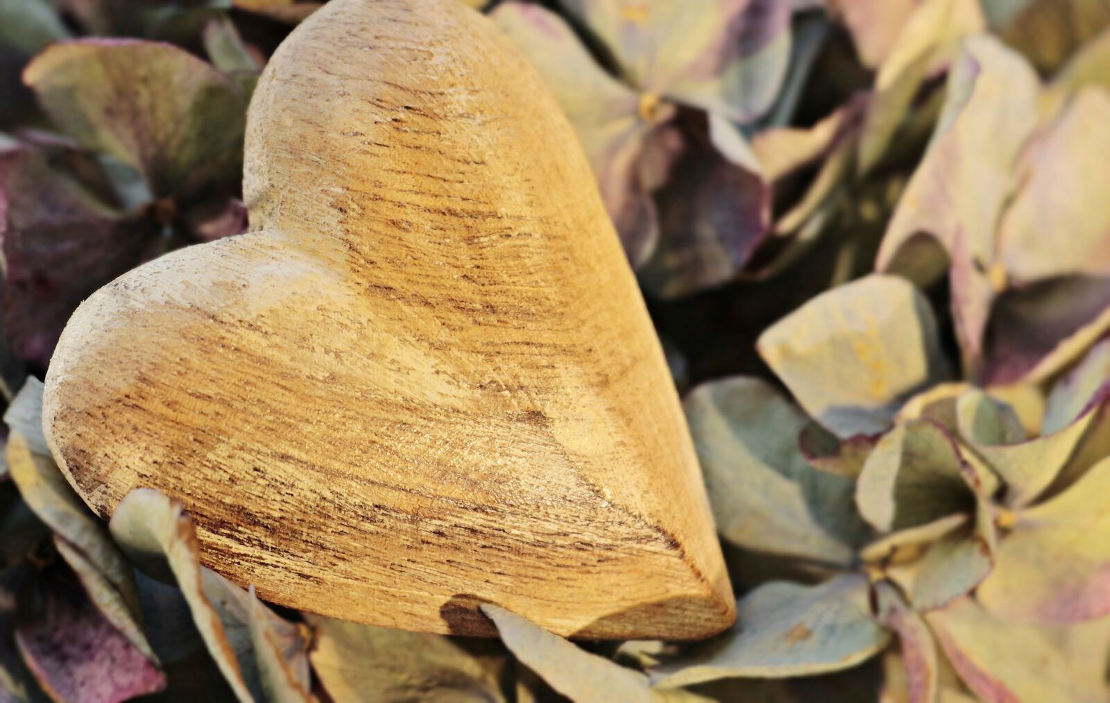 Canon EOS 100D (EOS Rebel SL1 / EOS Kiss X7) sample photo. Heart, wooden heart, hydrangea photography