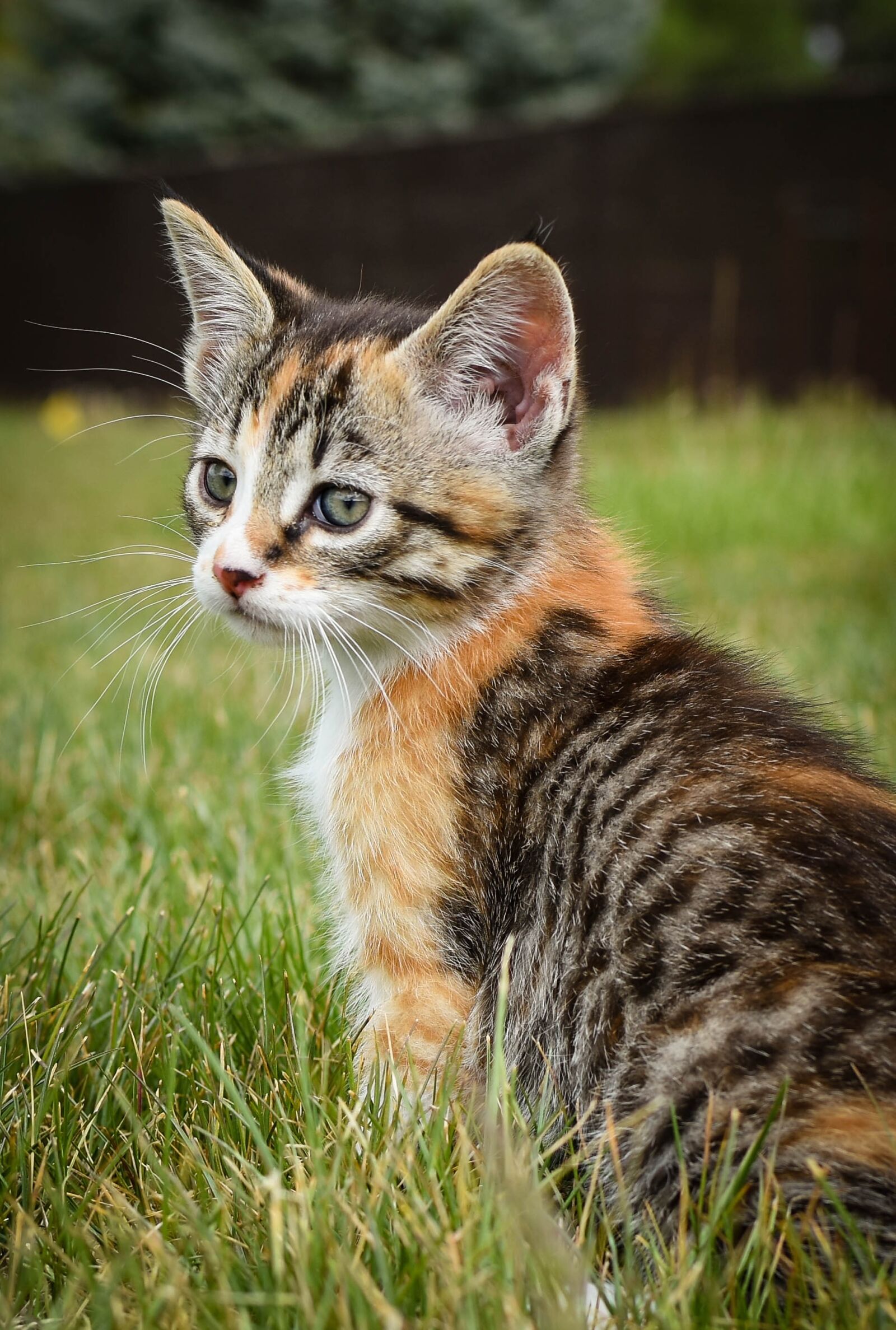 Nikon D7200 sample photo. Animal, cute, cat photography