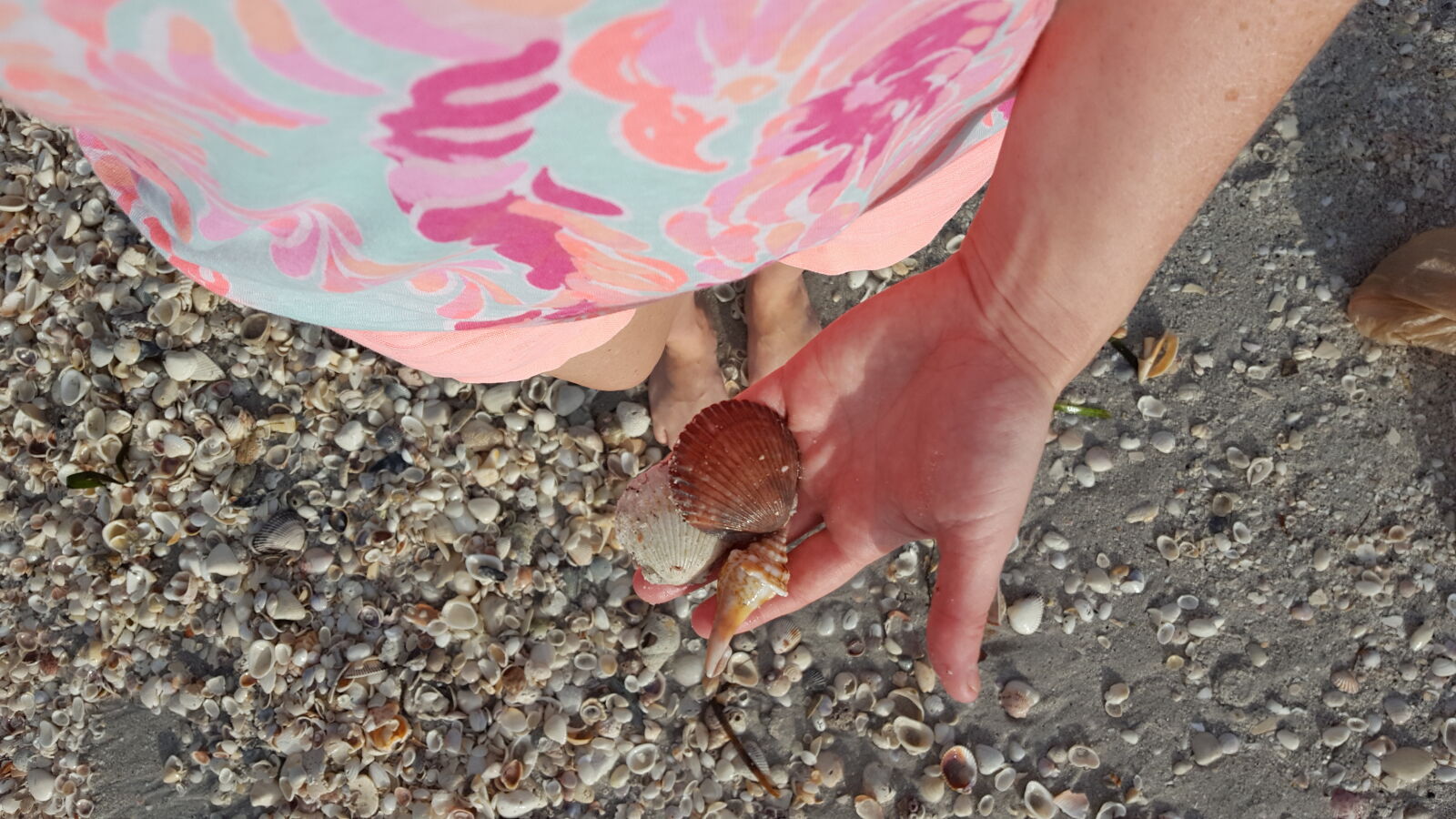 Samsung Galaxy S6 sample photo. Beach, seashells, shelling, shells photography