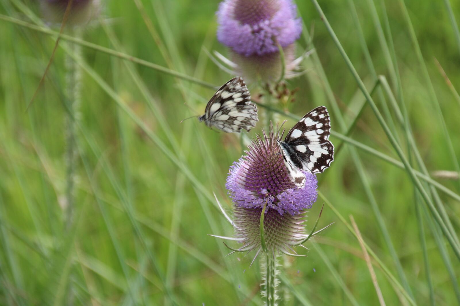Canon EOS 1200D (EOS Rebel T5 / EOS Kiss X70 / EOS Hi) sample photo. Thistle, butterfly, flower photography