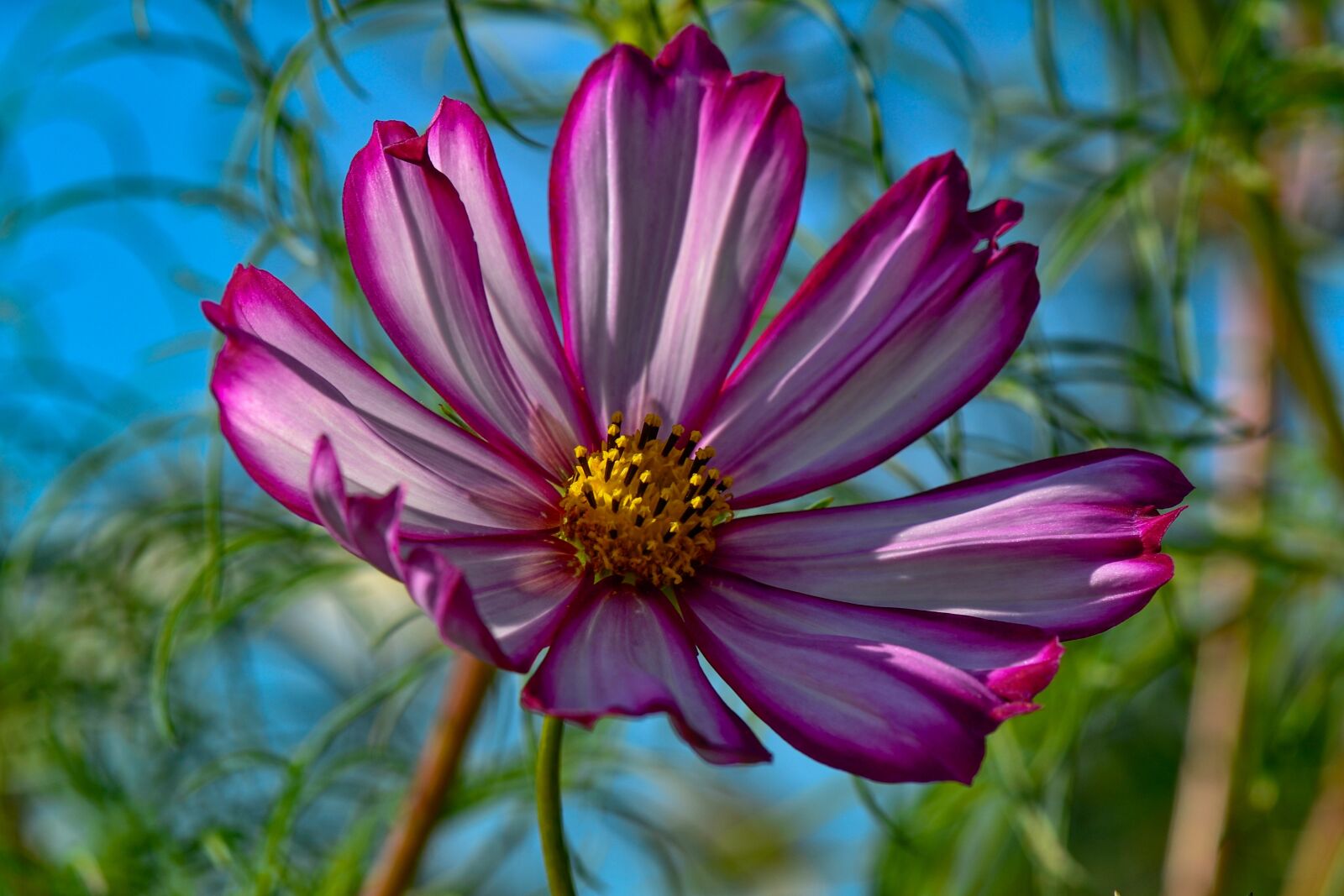 Nikon D3100 sample photo. Cosmea, flower, plant photography