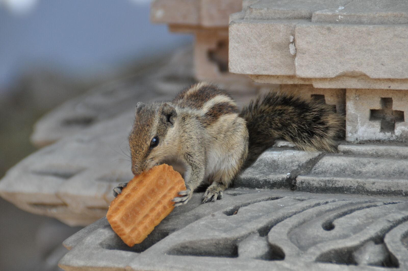 Nikon D90 sample photo. Squirrel, eating, bu photography