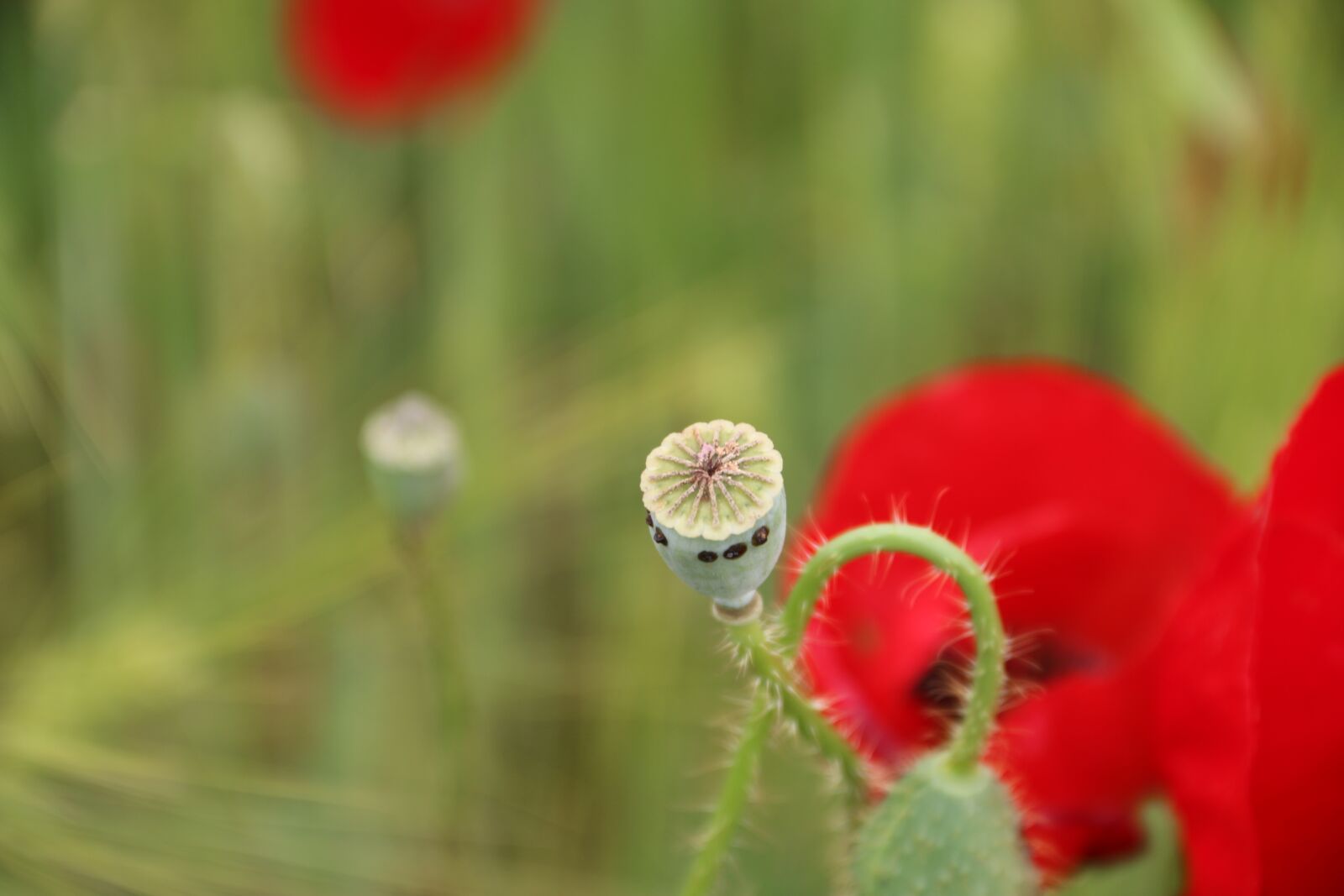 Canon EF-S 18-135mm F3.5-5.6 IS sample photo. Papaver rhoeas, flower, plant photography