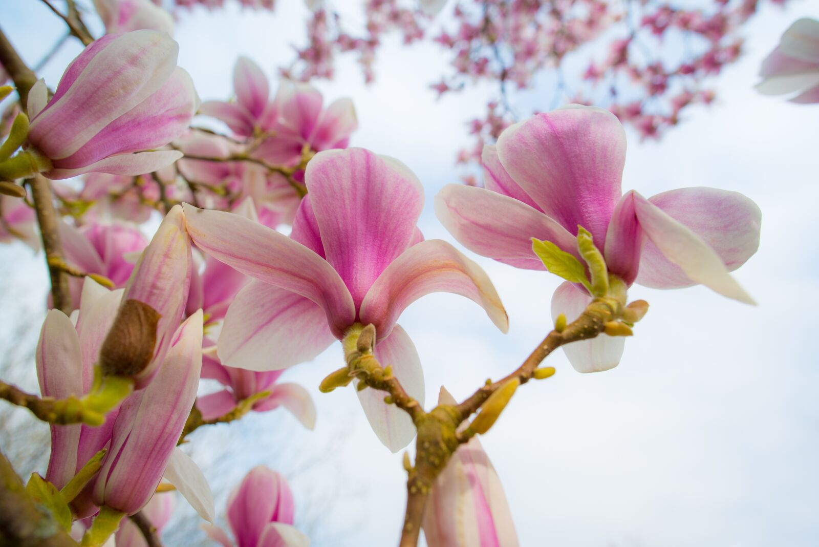 Nikon D610 sample photo. Magnolia, pink, spring photography