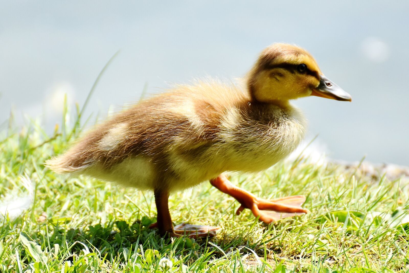 Nikon D7200 sample photo. Ducklings, duck, water bird photography