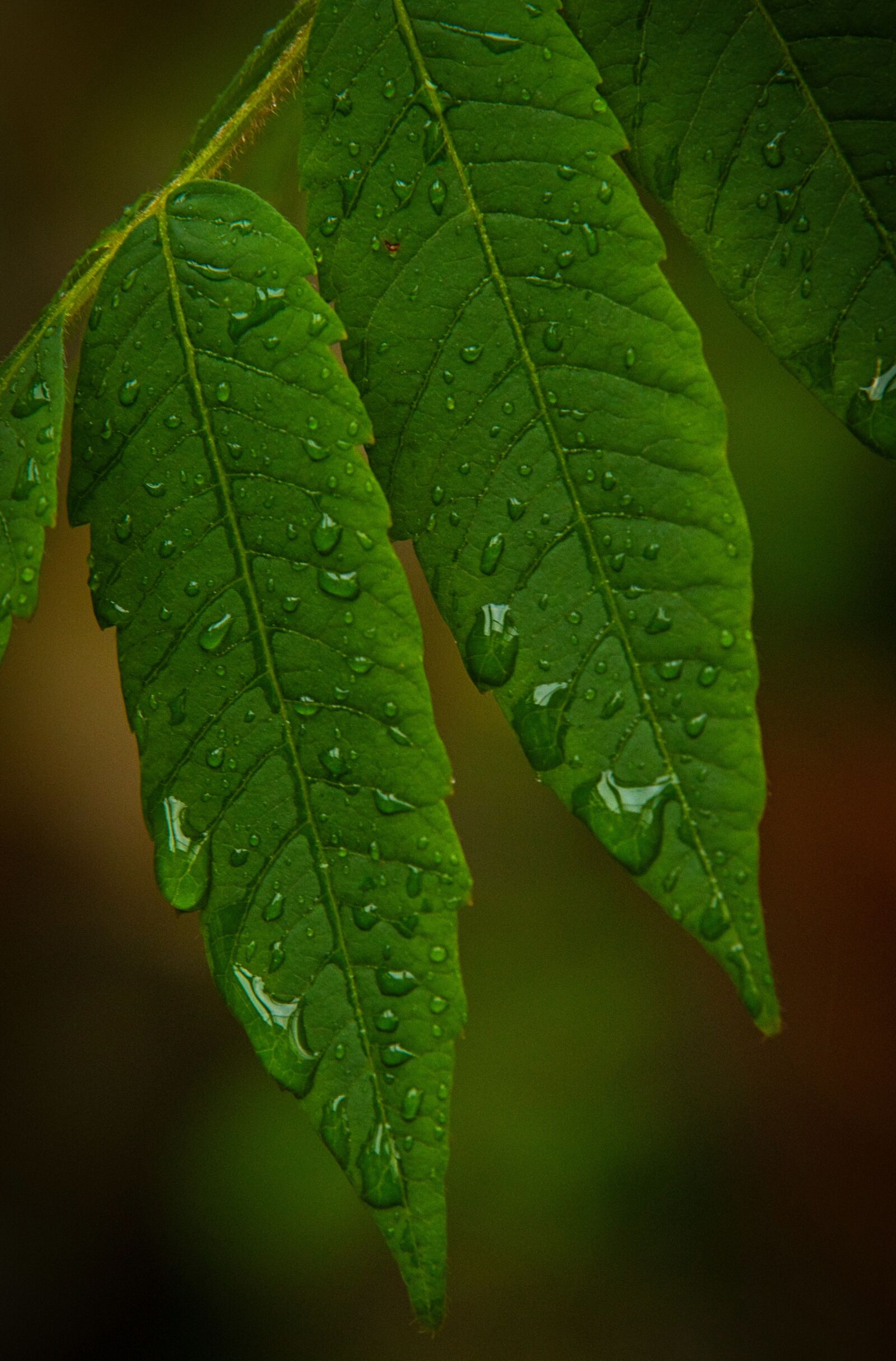 Sony E 18-135mm F3.5-5.6 OSS sample photo. Leaves, rain, raindrop photography