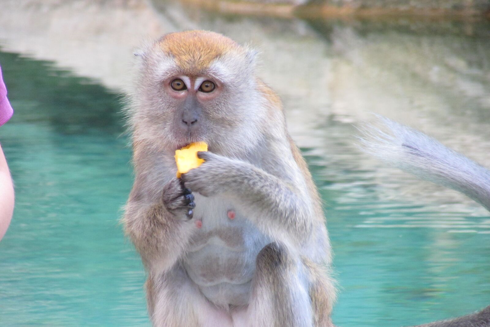 Canon PowerShot SX500 IS sample photo. Singapore zoo, zoo, monkey photography