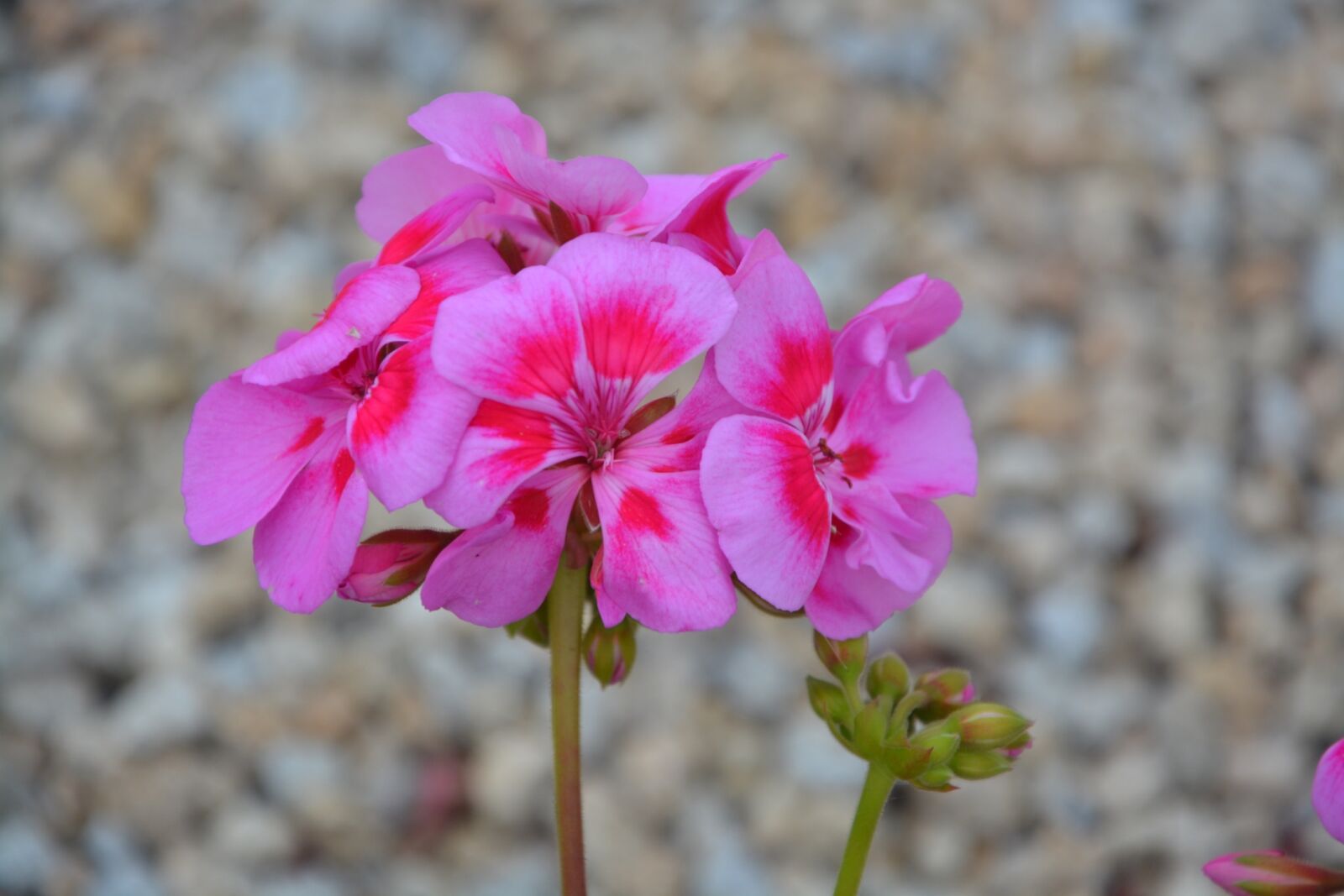 Nikon D5200 sample photo. Geranium, pink flower, plants photography